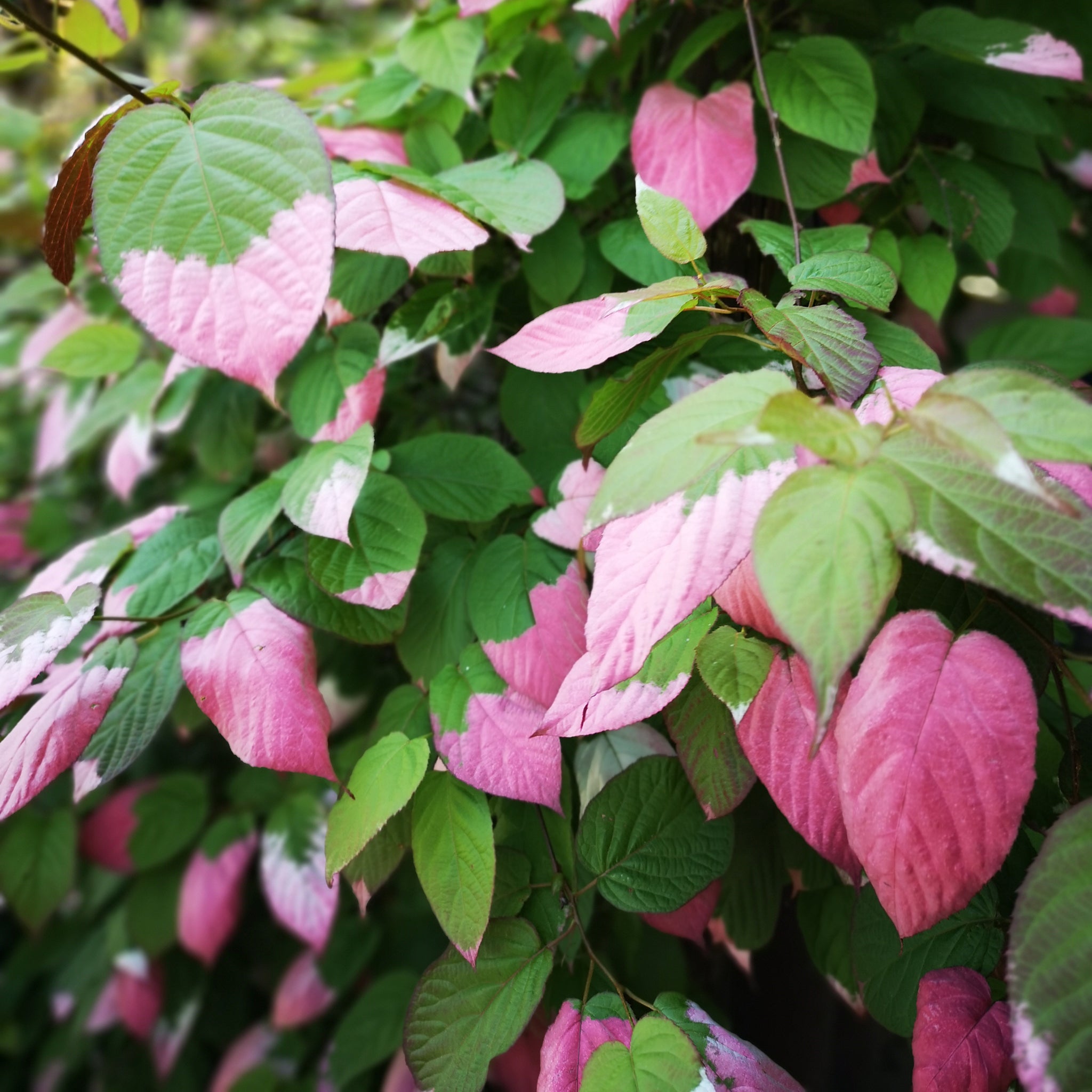 'Hecke am laufenden Meter® Genuss' - mit Sibirischer Kiwibeere - Actinidia kolomikta ‘Dr. Szymanowski’