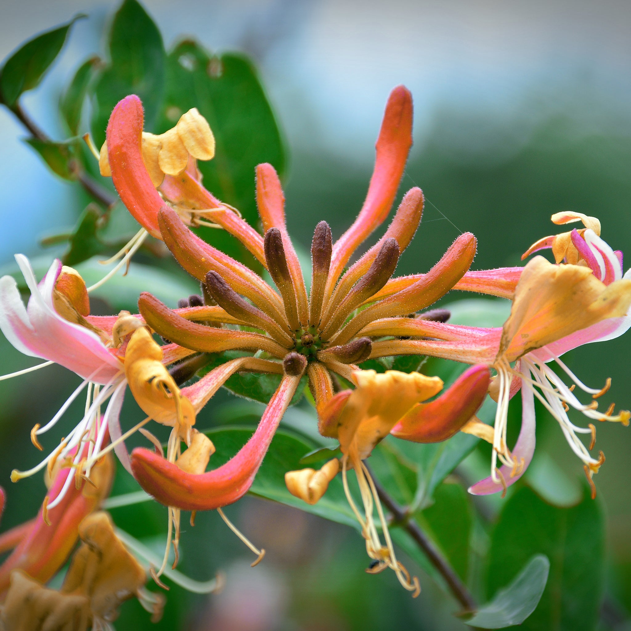 'Hecke am laufenden Meter®' mit immergrünem Geißblatt - Lonicera henryi