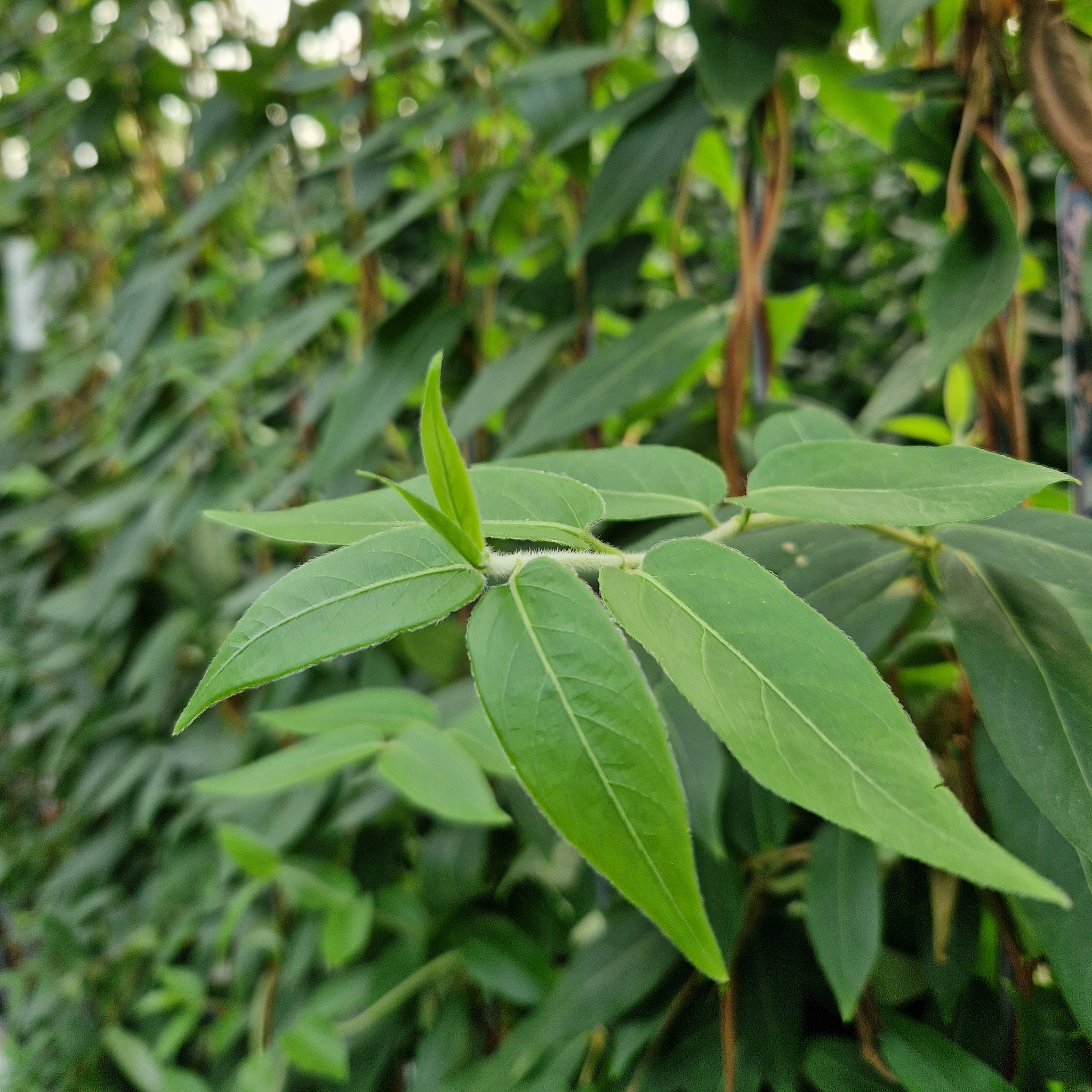 Hecke am laufenden Meter® - Lonicera henryi - Immergrünes Geißblatt