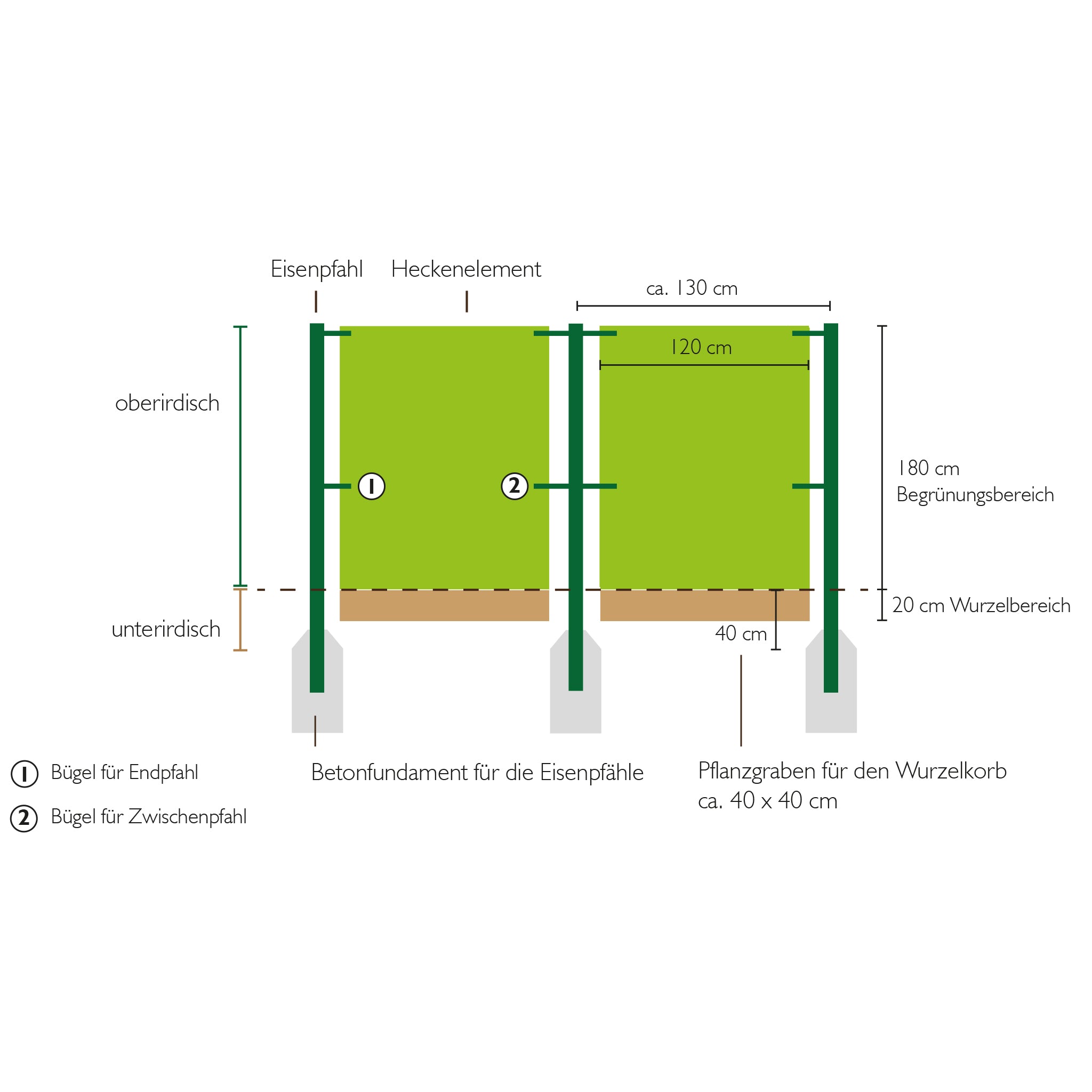 Hecke am laufenden Meter® Genuss - Actinidia kolomikta 'Dr. Szymanowski' - Trauben-Kiwi