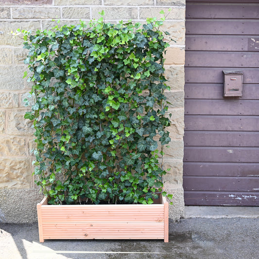 'Hecke am laufenden Meter® Balkon' - mit Gefäß-Bausatz - Hedera helix 'Woerneri'