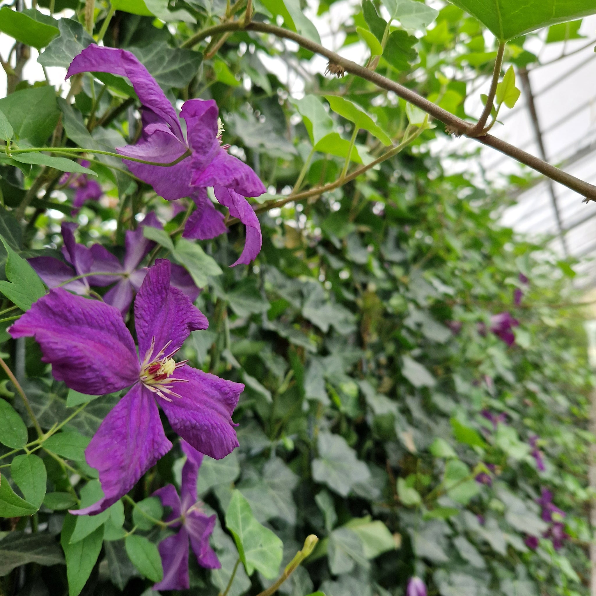 'Hecke am laufenden Meter® Color'  mit Efeu und Clematis - Hedera helix 'Woerneri'