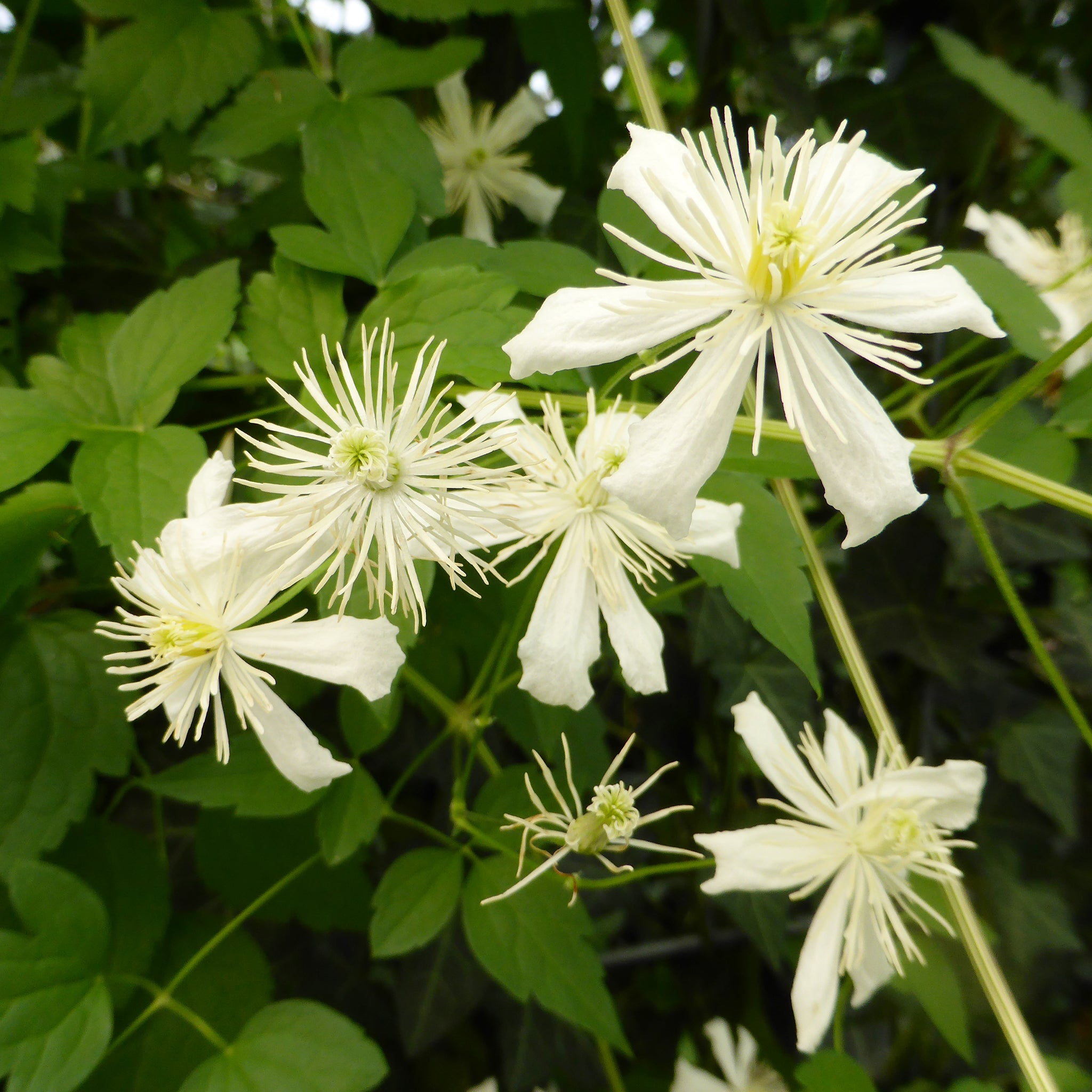 'Hecke am laufenden Meter® Color'  mit Efeu und Clematis - Hedera helix 'Woerneri'