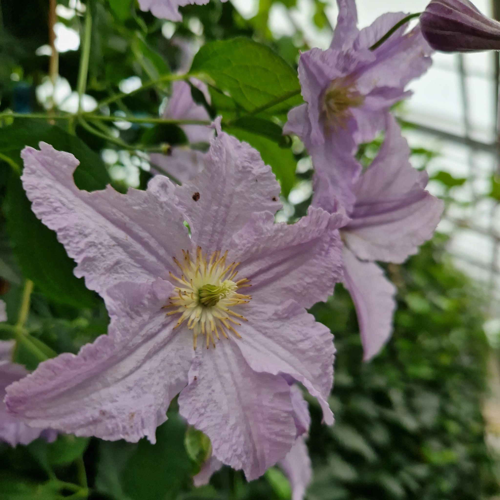 'Hecke am laufenden Meter® Color'  mit Efeu und Clematis - Hedera helix 'Woerneri'