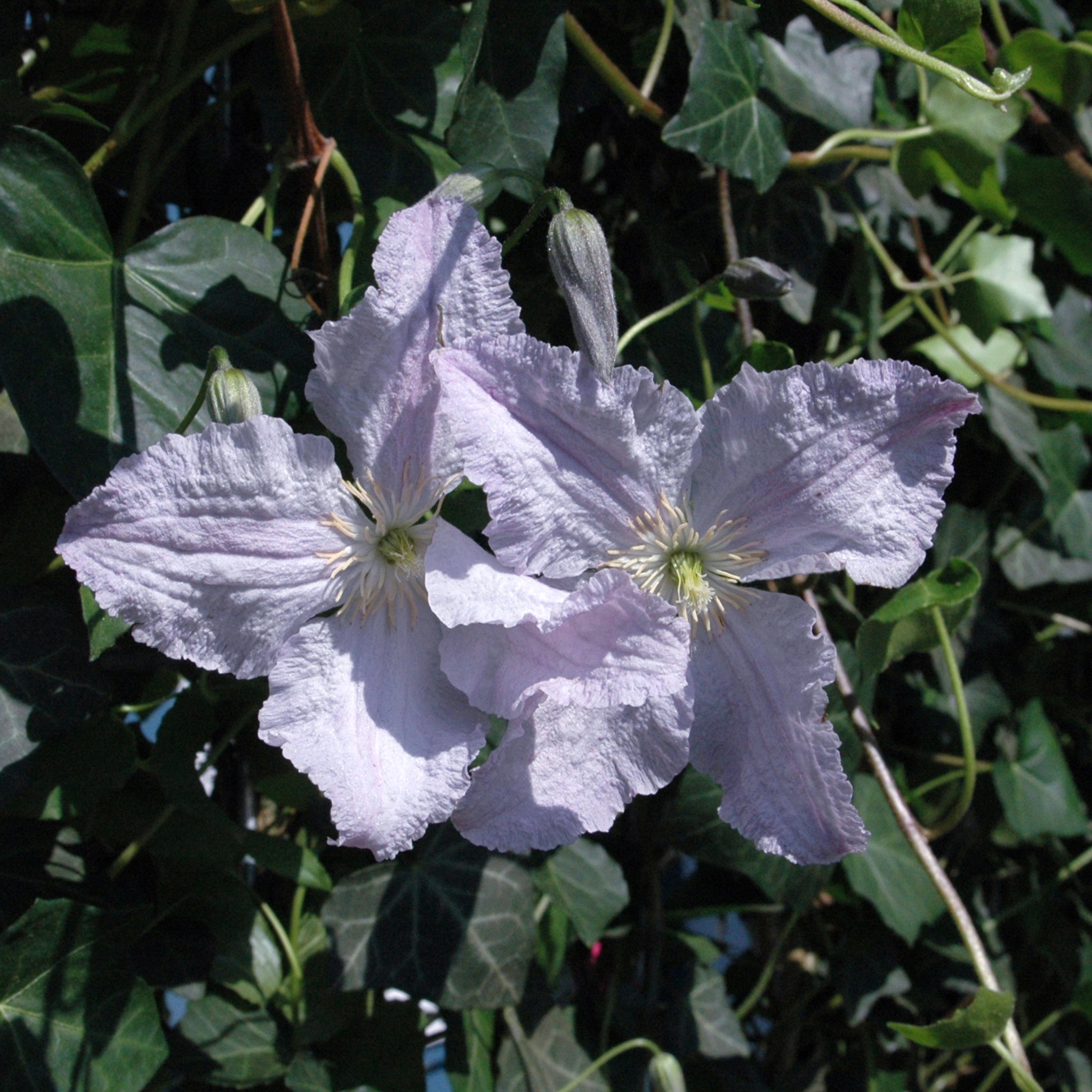 'Hecke am laufenden Meter® Color'  mit Efeu und Clematis - Hedera helix 'Woerneri'