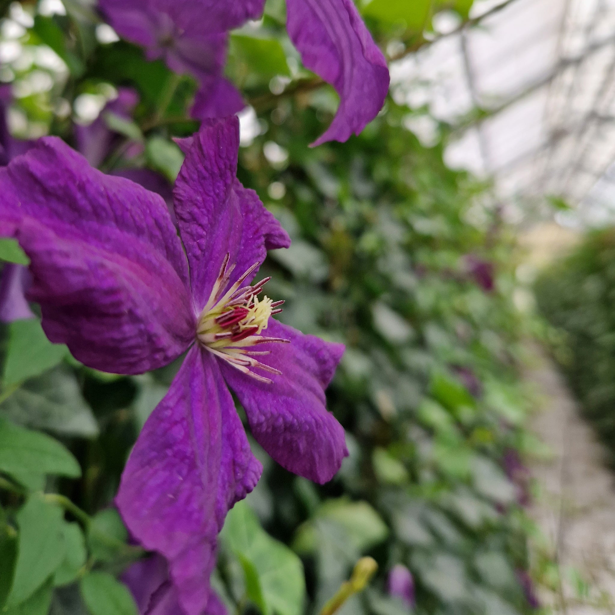 'Hecke am laufenden Meter® Color'  mit Efeu und Clematis - Hedera helix 'Woerneri'