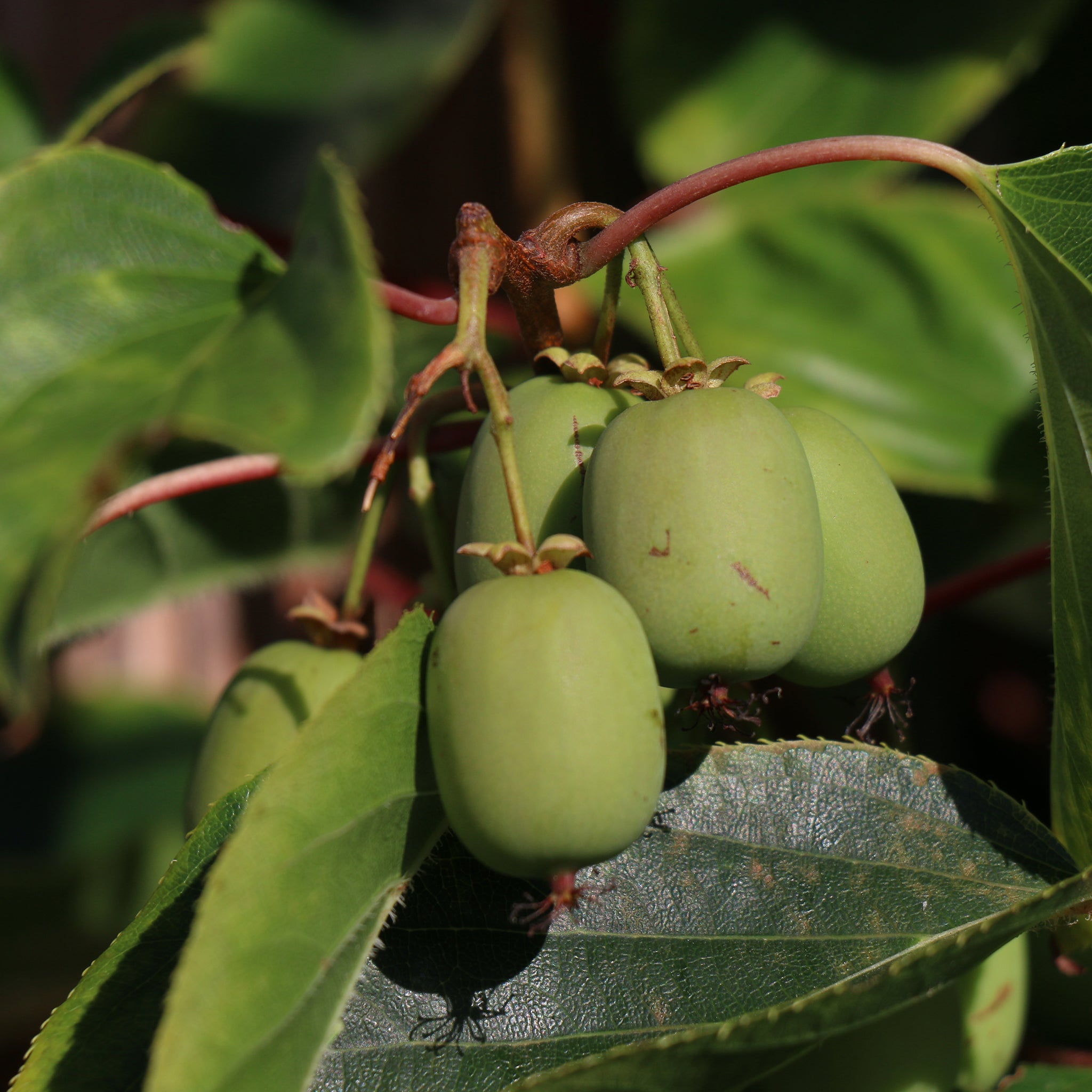 'Hecke am laufenden Meter® Genuss' - mit Trauben-Kiwi - Actinidia arguta Geneva