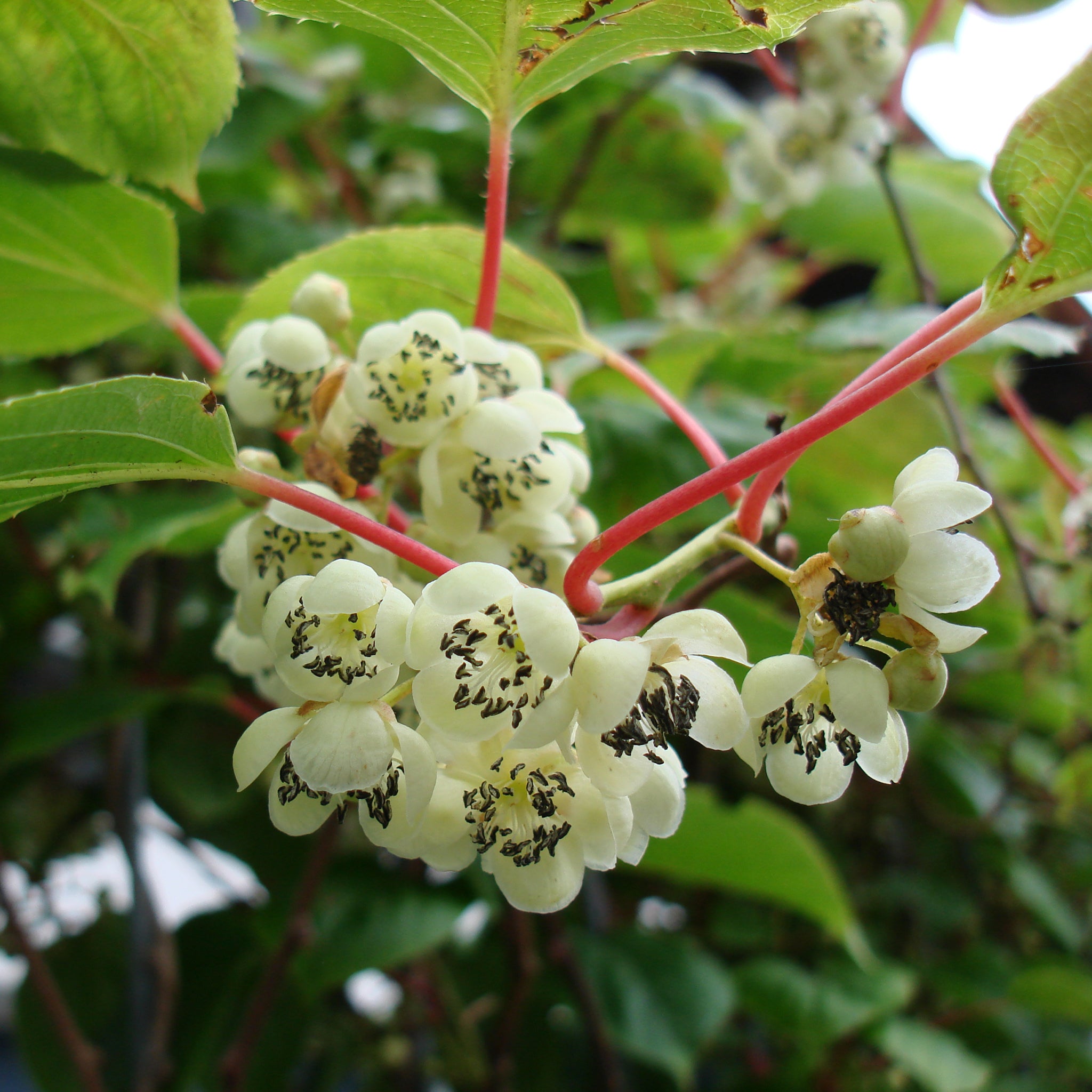 'Hecke am laufenden Meter® Genuss' - mit Trauben-Kiwi - Actinidia arguta Geneva