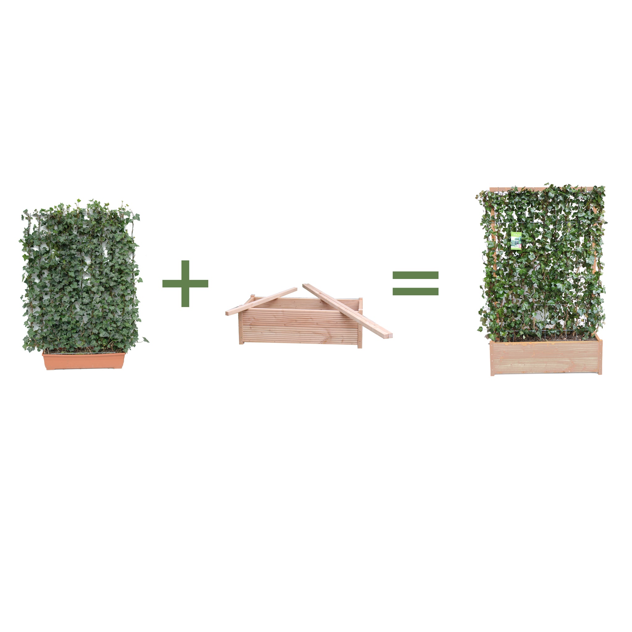 'Hecke am laufenden Meter® Balkon' - mit Gefäß-Bausatz - Hedera helix 'Woerneri'