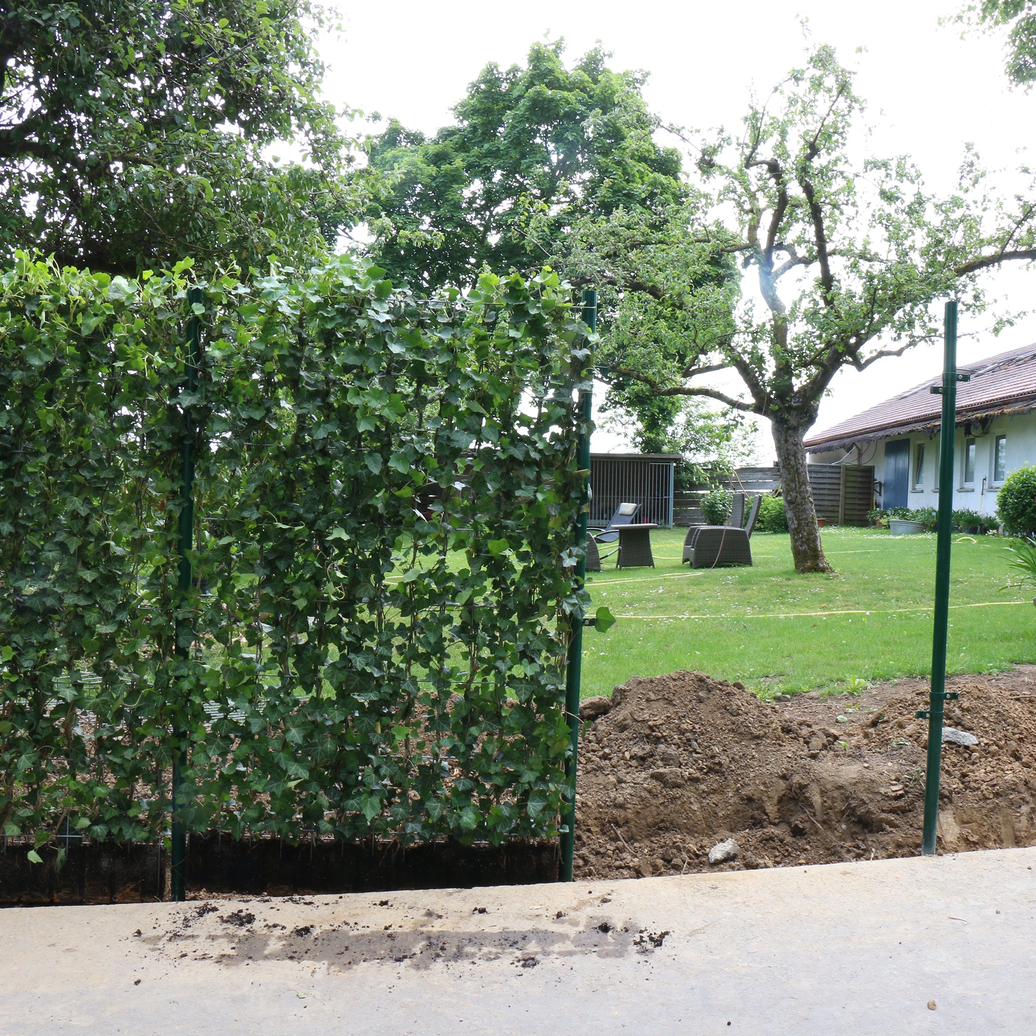 'Hecke am laufenden Meter® mit Efeu' - Hedera helix 'Woerneri'