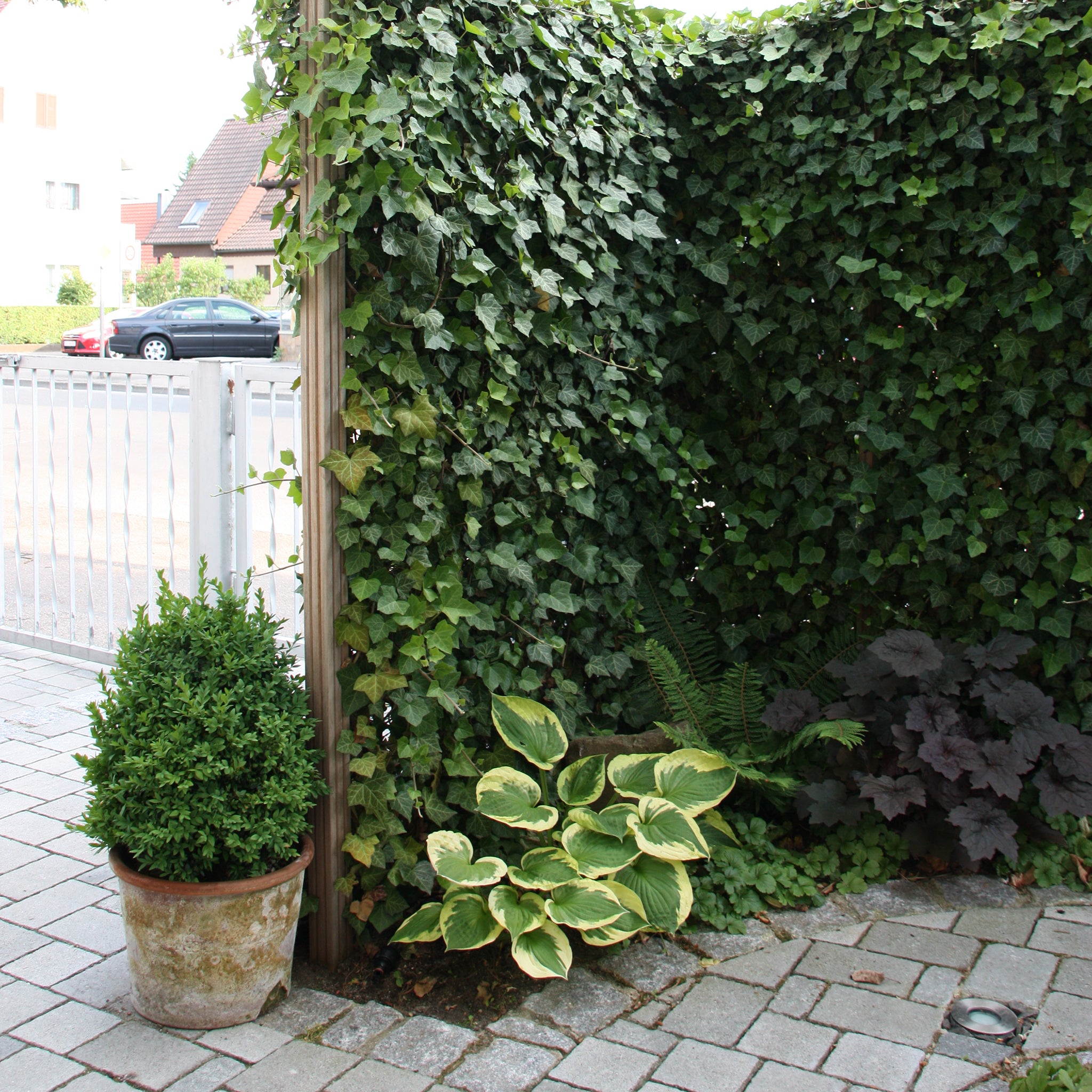 'Hecke am laufenden Meter® mit Efeu' - Hedera helix 'Woerneri'