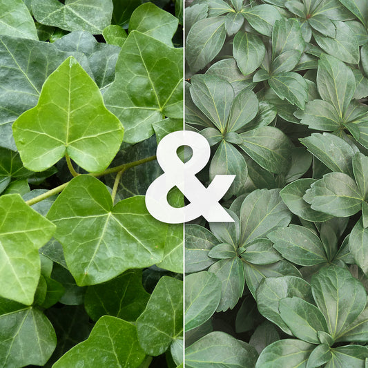 Hedera 'Hibernica' & Pachysandra terminalis - Böschungsmix für Schatten