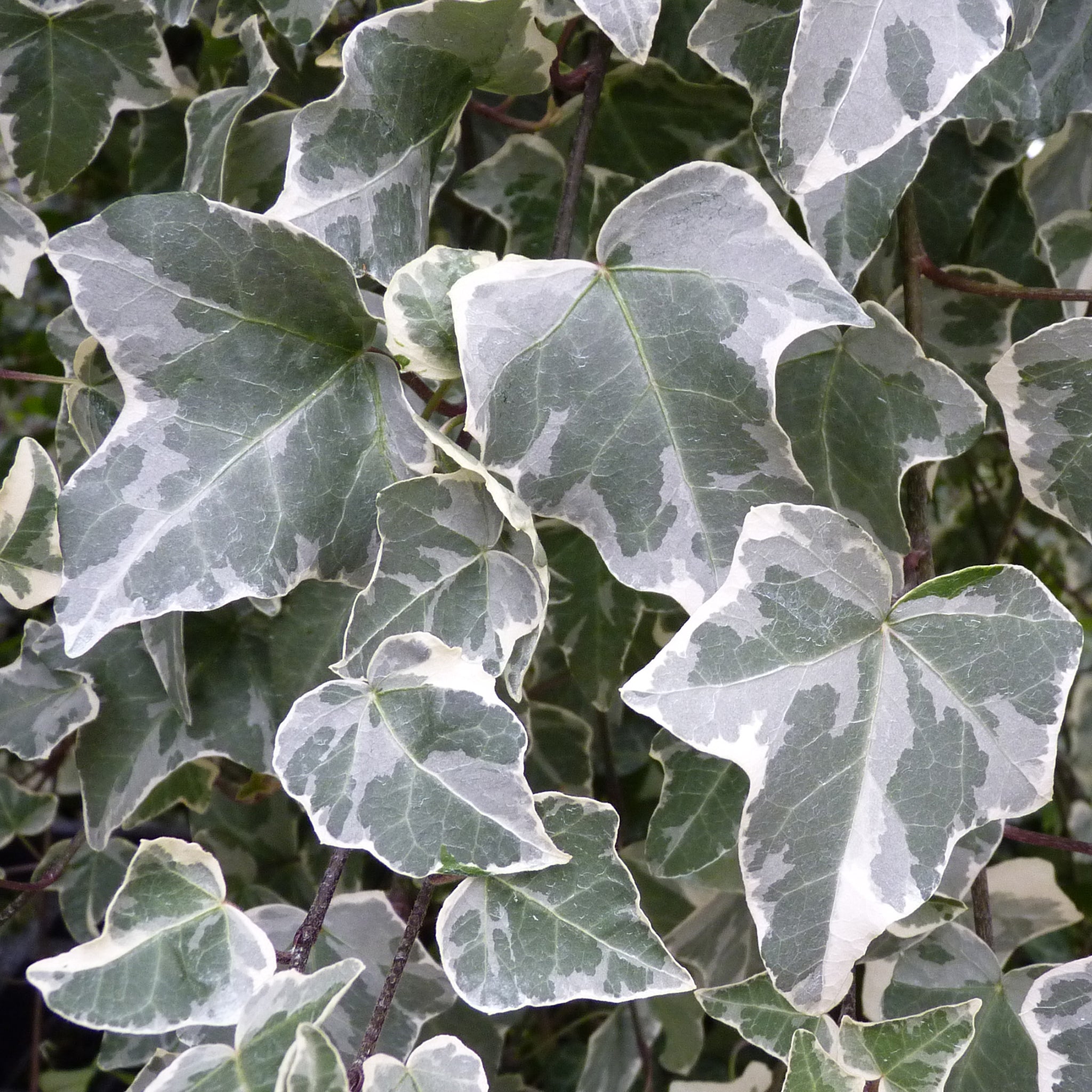 Hedera helix 'Glacier' -  weiß- bunter Efeu