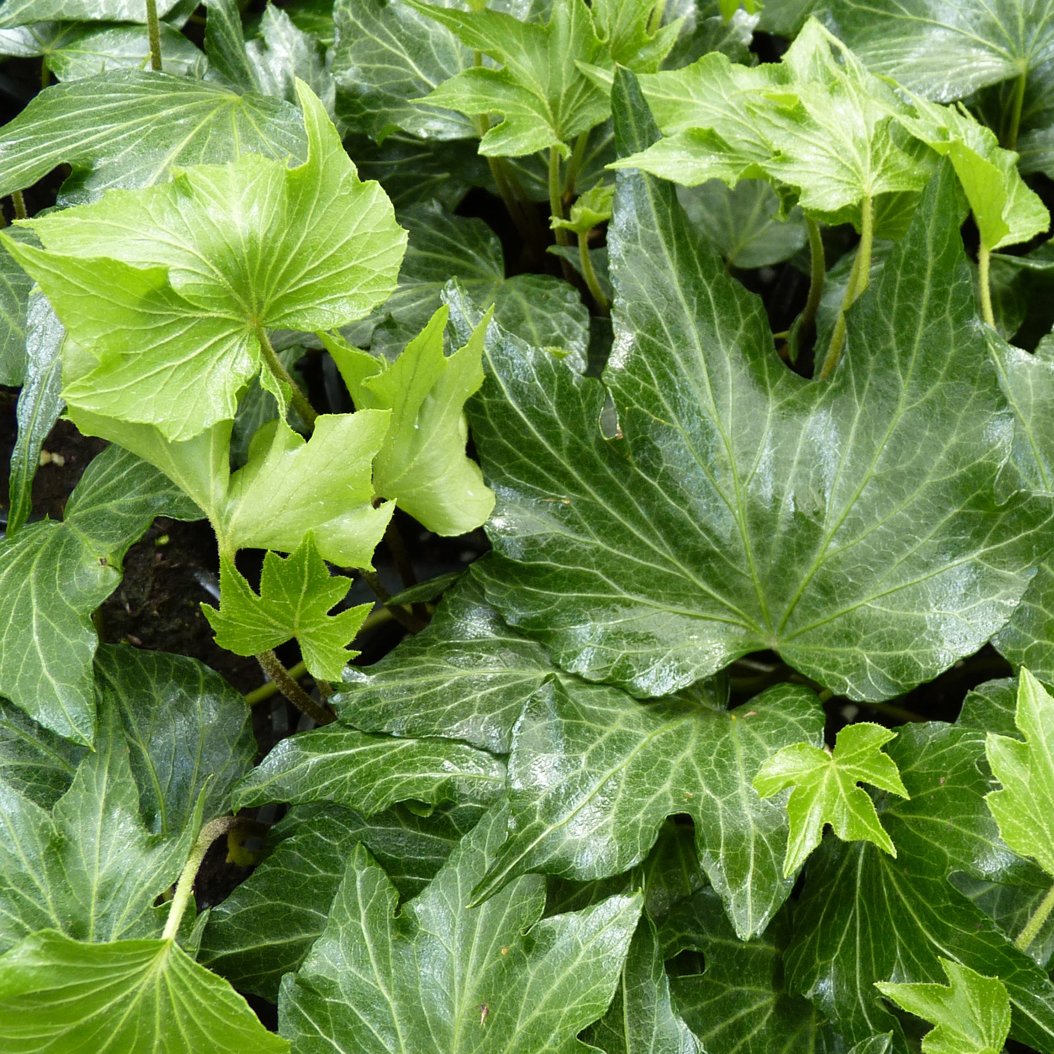 Hedera helix 'Green Ripple' -  Efeu