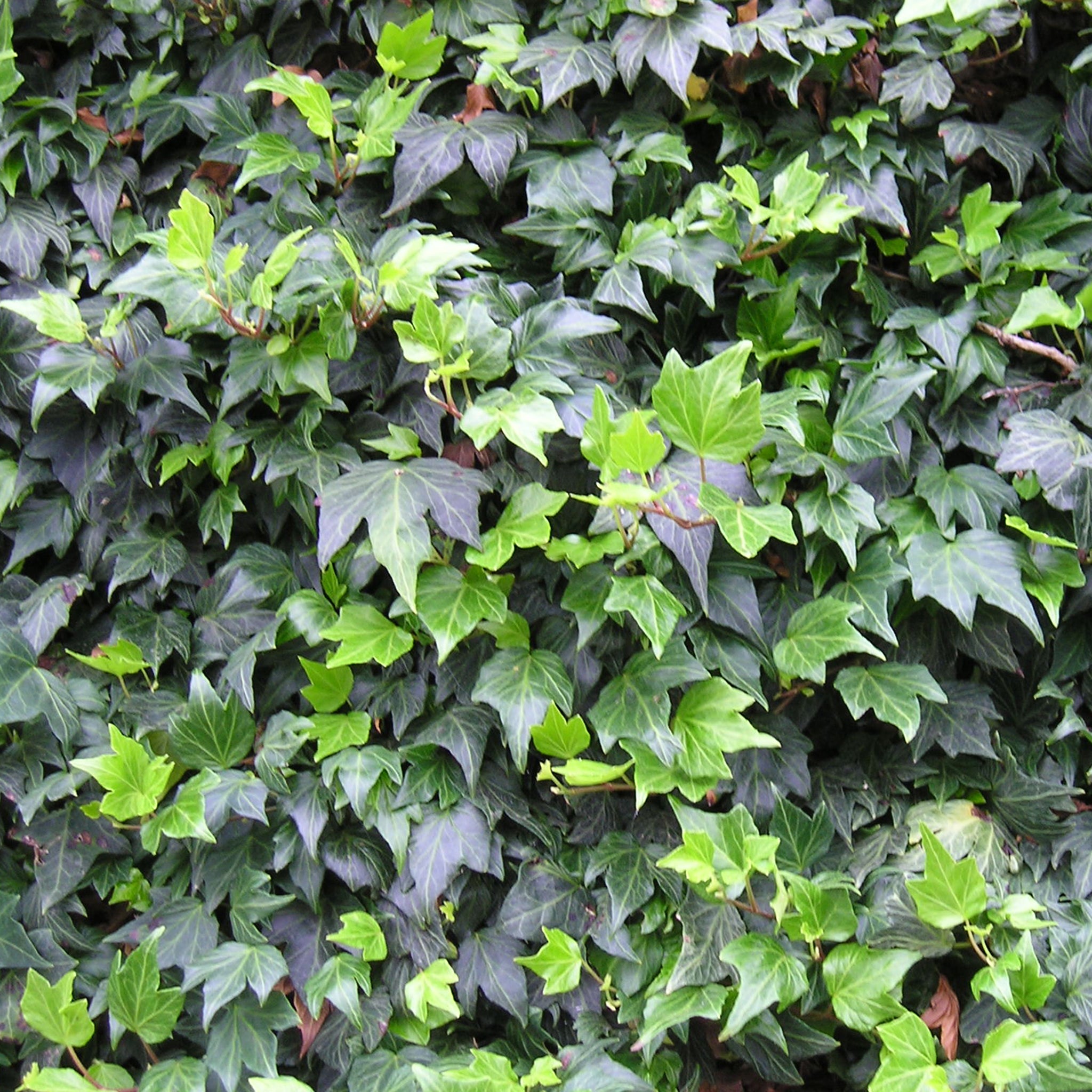 Hedera helix 'Green Ripple' -  Efeu