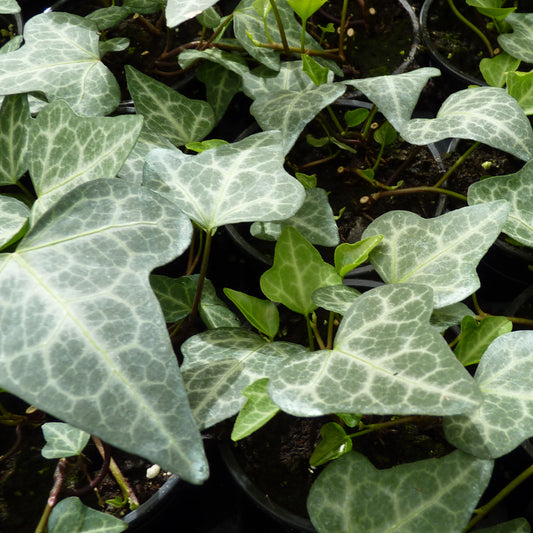 Hedera helix 'Grünpfeil' -  Efeu