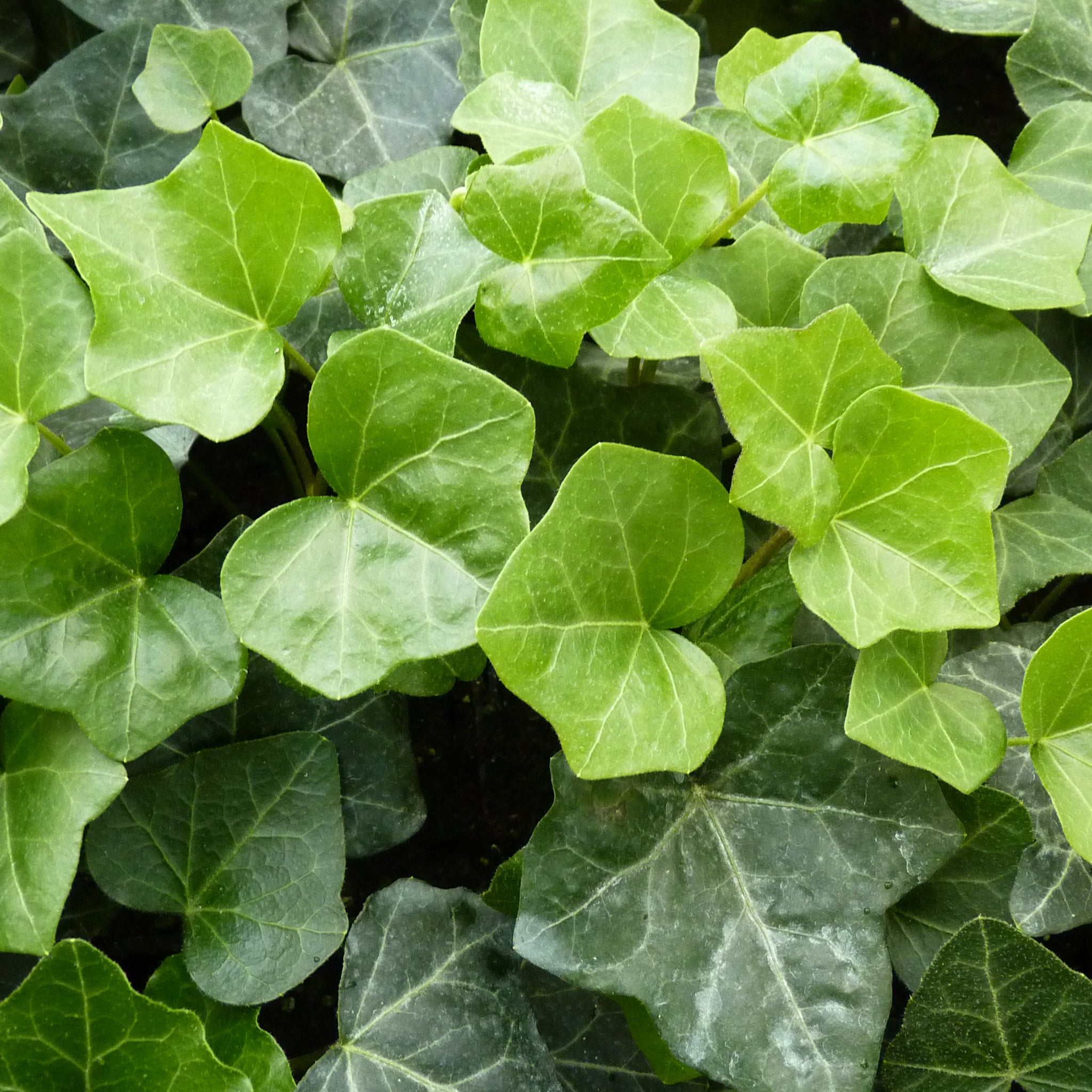 Hedera helix 'Hibernica' -  Irischer Efeu