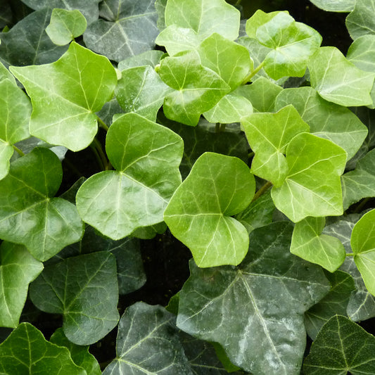 Hedera helix 'Hibernica' -  Irischer Efeu