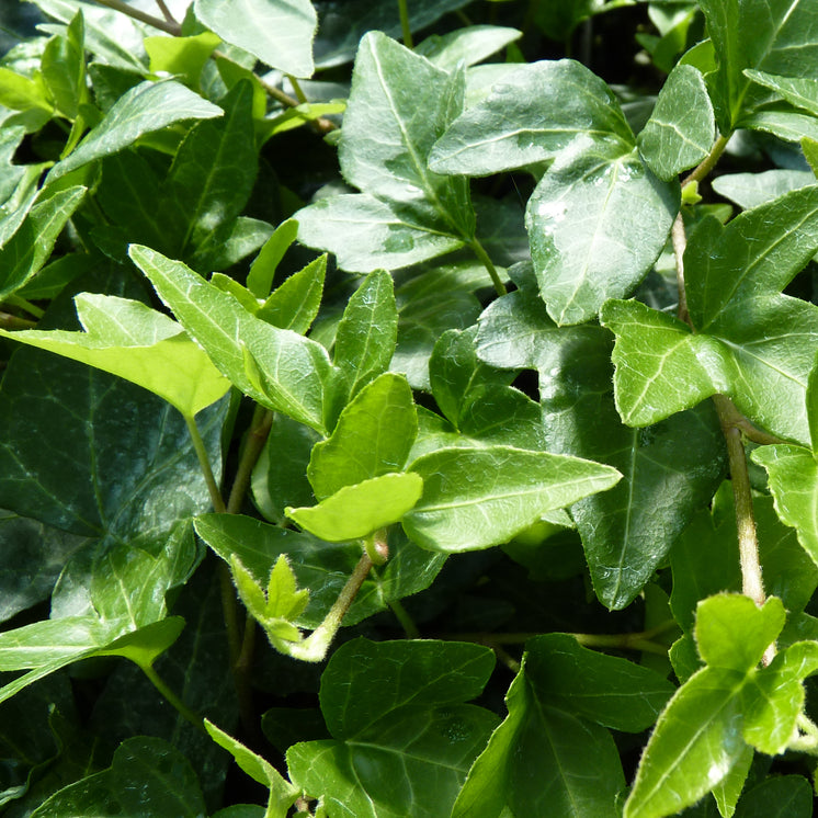 Hedera helix 'Shamrock' -  Kleeblatt Efeu