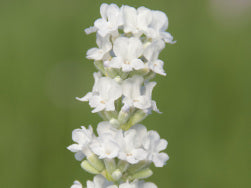 Lavandula ang. 'Arctic Snow' - weißer Lavendel > Jetzt vorbestellen, lieferbar ab 16.09.24 <