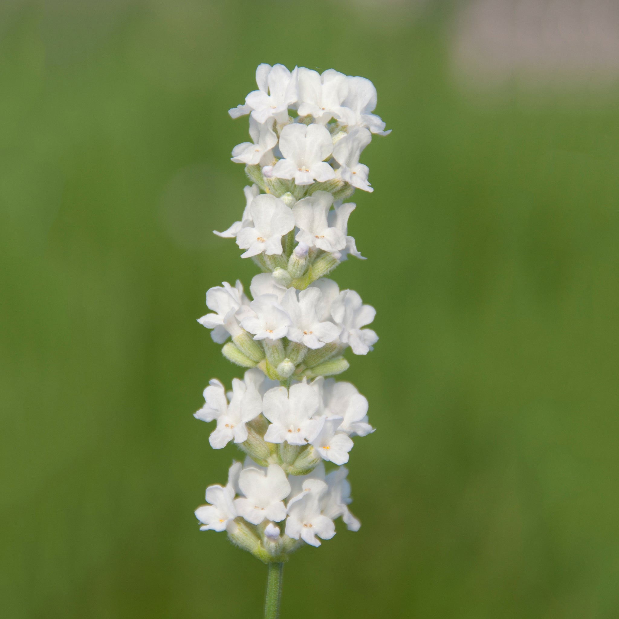 Lavandula ang. 'Arctic Snow' - weißer Lavendel > Jetzt vorbestellen, lieferbar ab 16.09.24 <