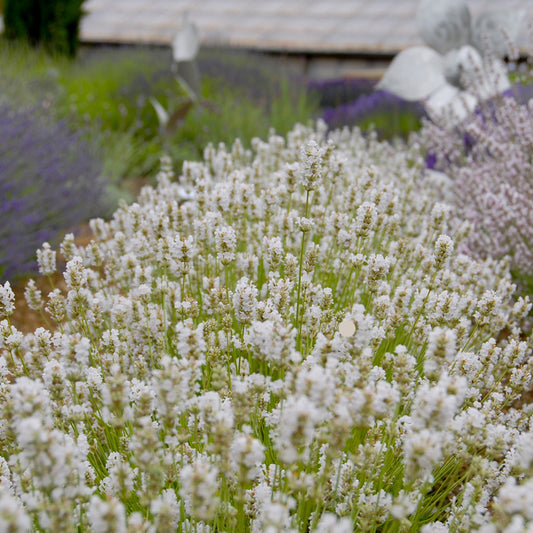 Lavandula ang. 'Arctic Snow' - weißer Lavendel