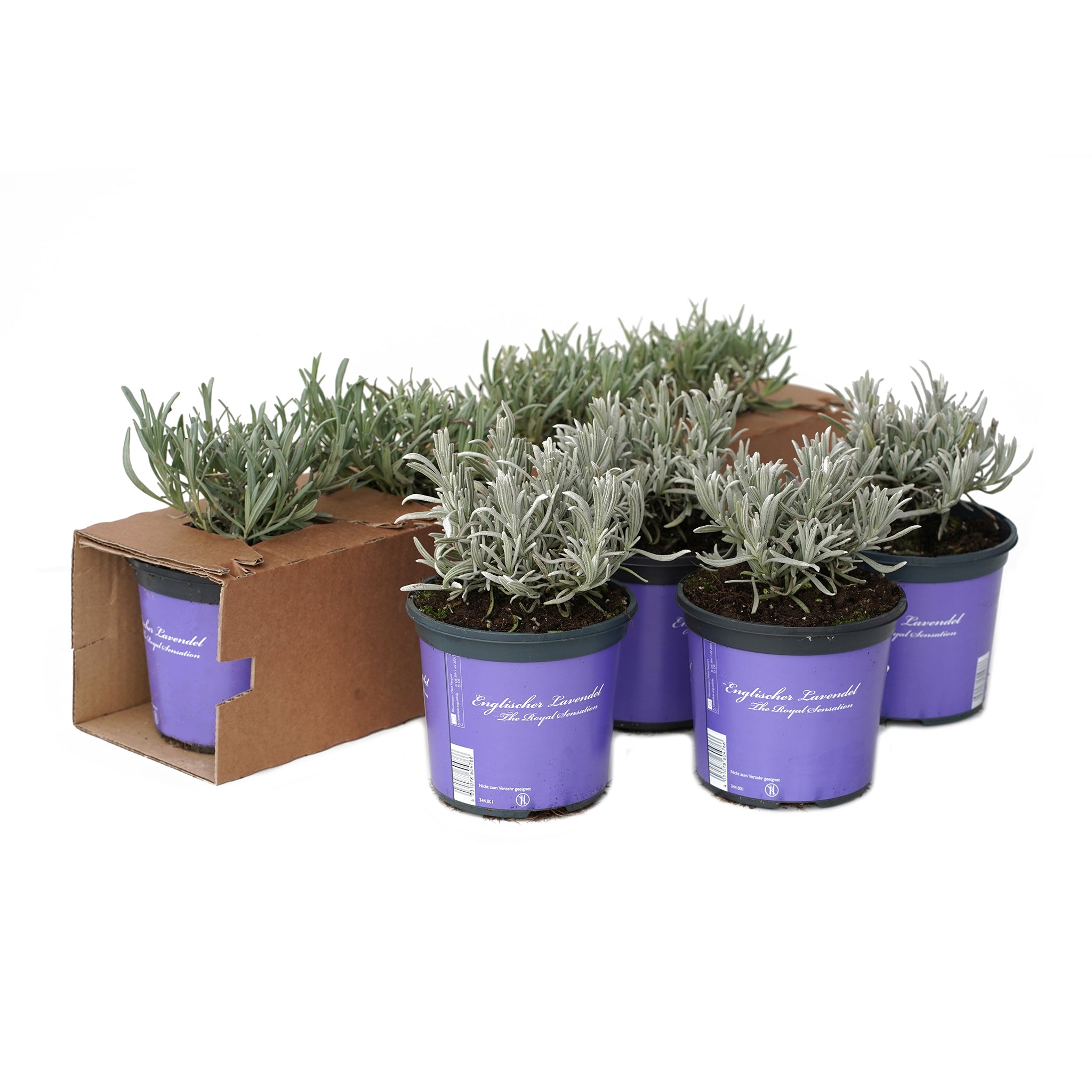 Lavandula ang. 'Arctic Snow' - weißer Lavendel > Jetzt vorbestellen, lieferbar ab 16.09.24 <