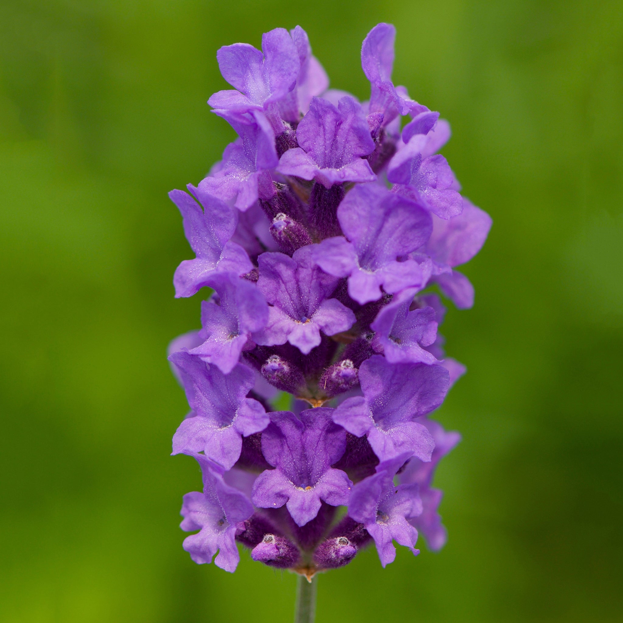 Lavandula ang. 'Beechwood Blue' - dunkelblauer Lavendel > Jetzt vorbestellen, lieferbar ab 16.09.24 <