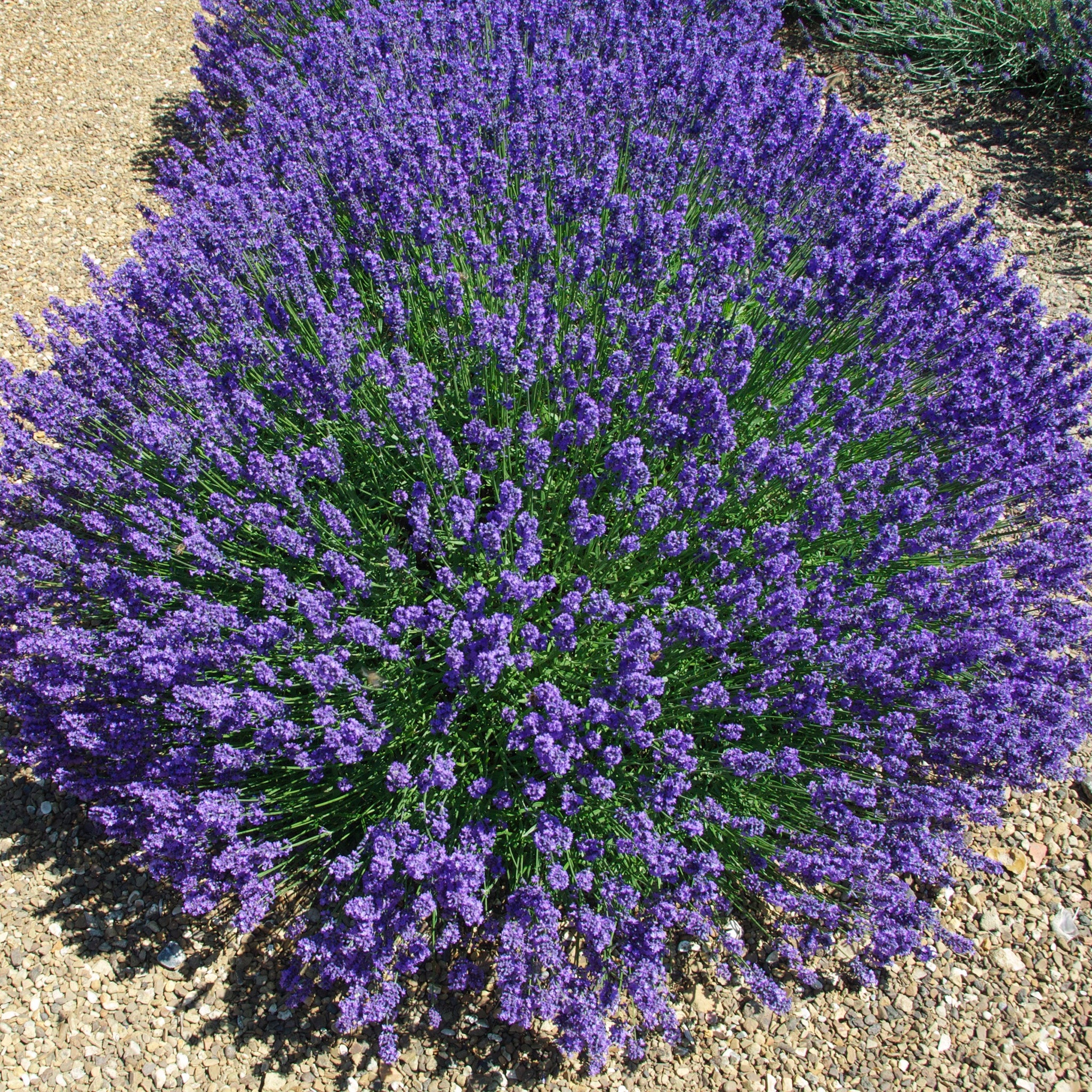 Lavandula ang. 'Beechwood Blue' - dunkelblauer Lavendel