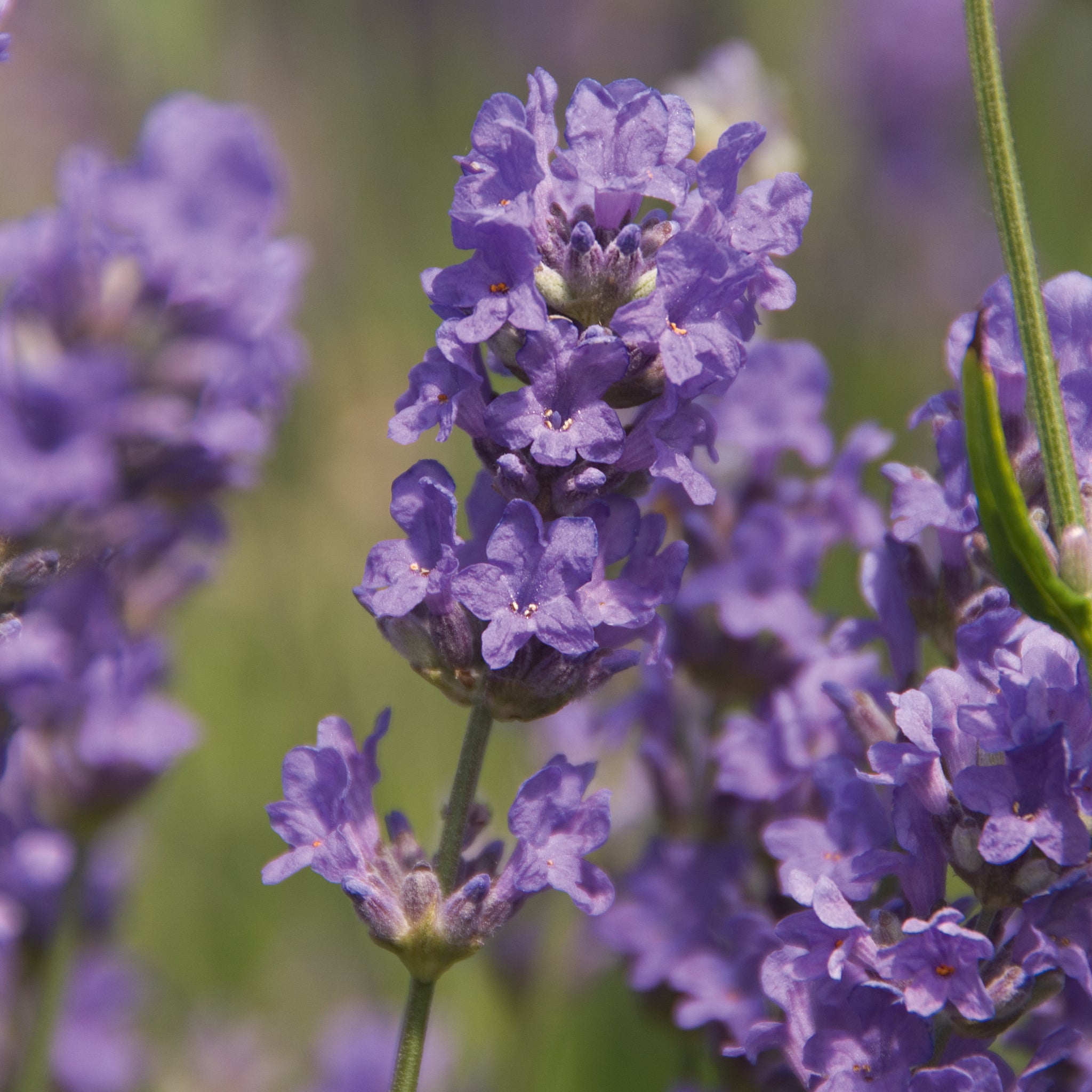 Lavandula ang. 'Cedar Blue' - hellblauer Lavendel > Jetzt vorbestellen, lieferbar ab 16.09.24 <