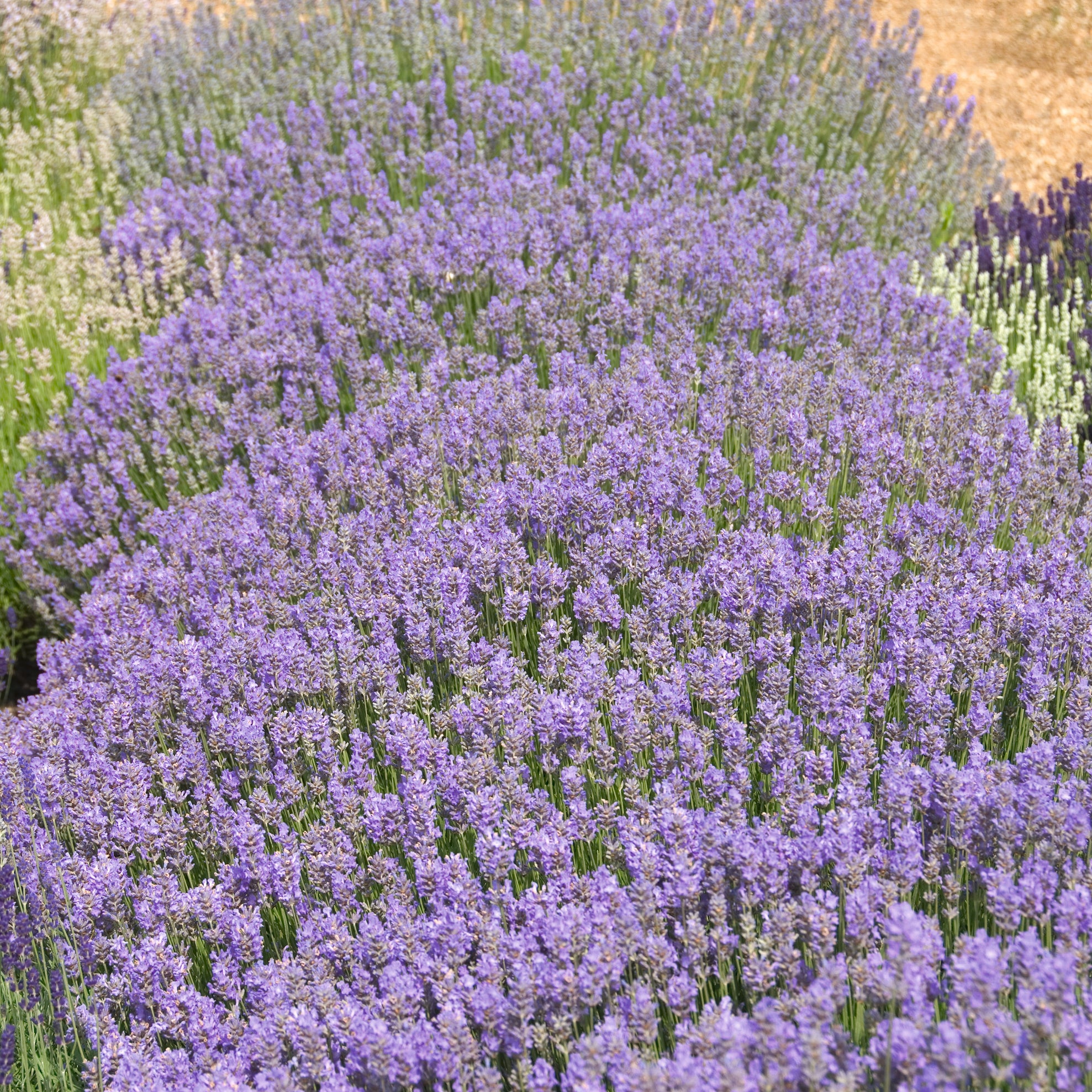 Lavandula ang. 'Cedar Blue' - hellblauer Lavendel > Jetzt vorbestellen, lieferbar ab 16.09.24 <