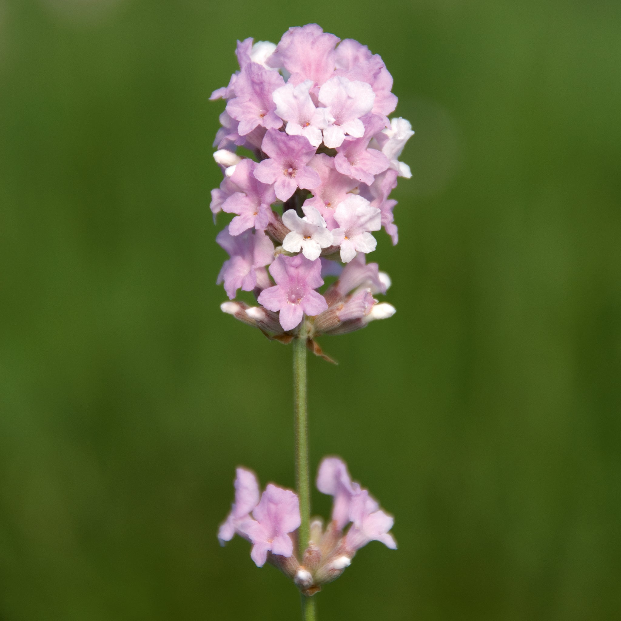 Lavandula ang. 'Coconut Ice' - rosaweißer Lavendel > Jetzt vorbestellen, lieferbar ab 16.09.24 <