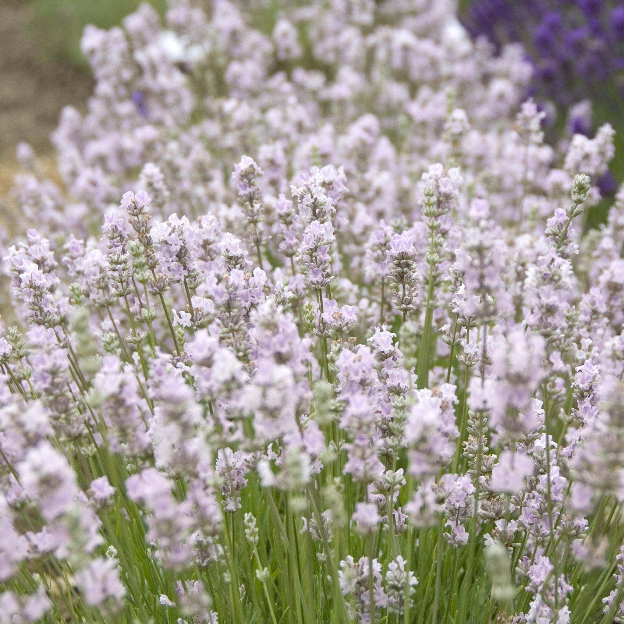 Lavandula ang. 'Coconut Ice' - rosaweißer Lavendel > Jetzt vorbestellen, lieferbar ab 16.09.24 <