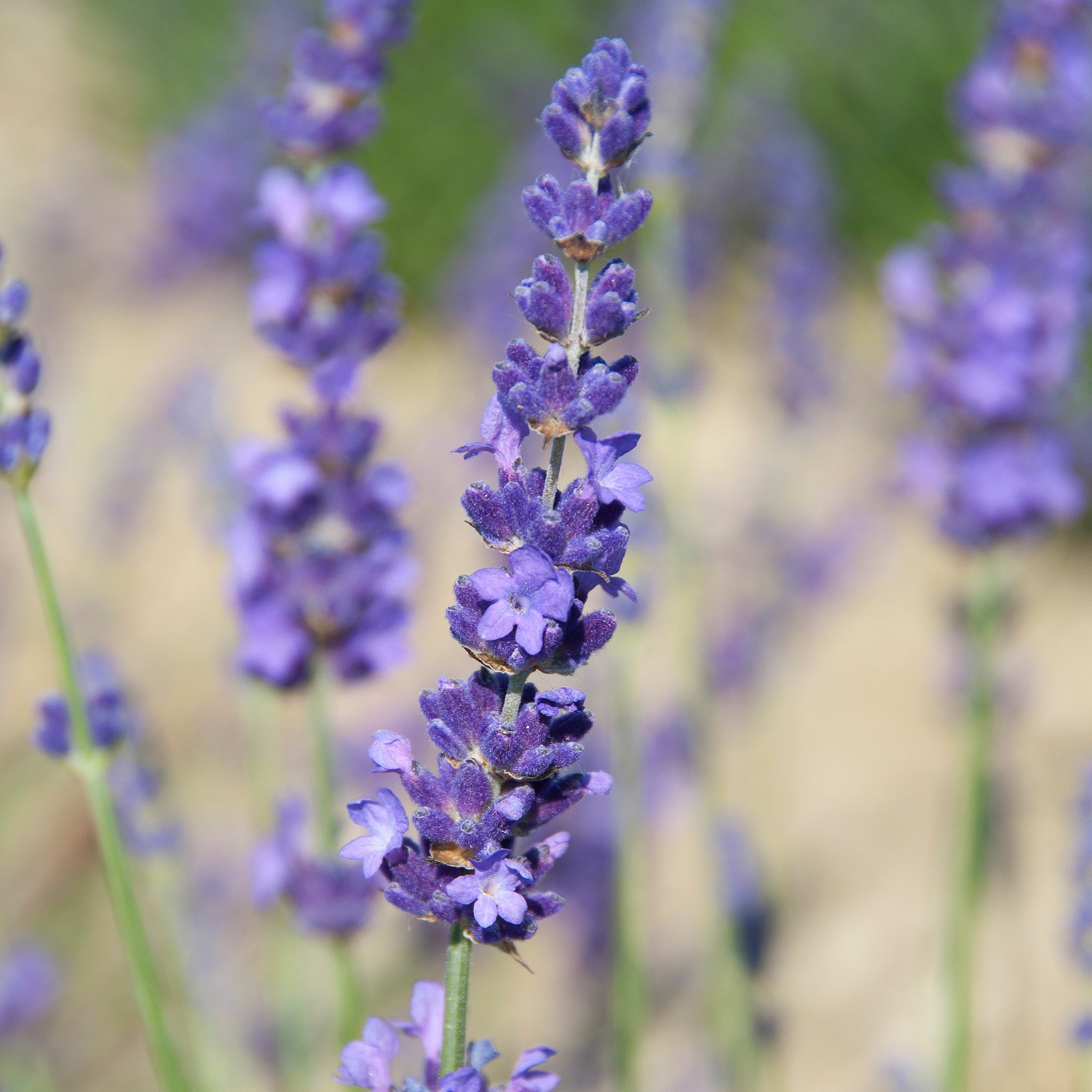 Lavandula ang. 'Elizabeth'® - violetter Lavendel > Jetzt vorbestellen, lieferbar ab 16.09.24 <