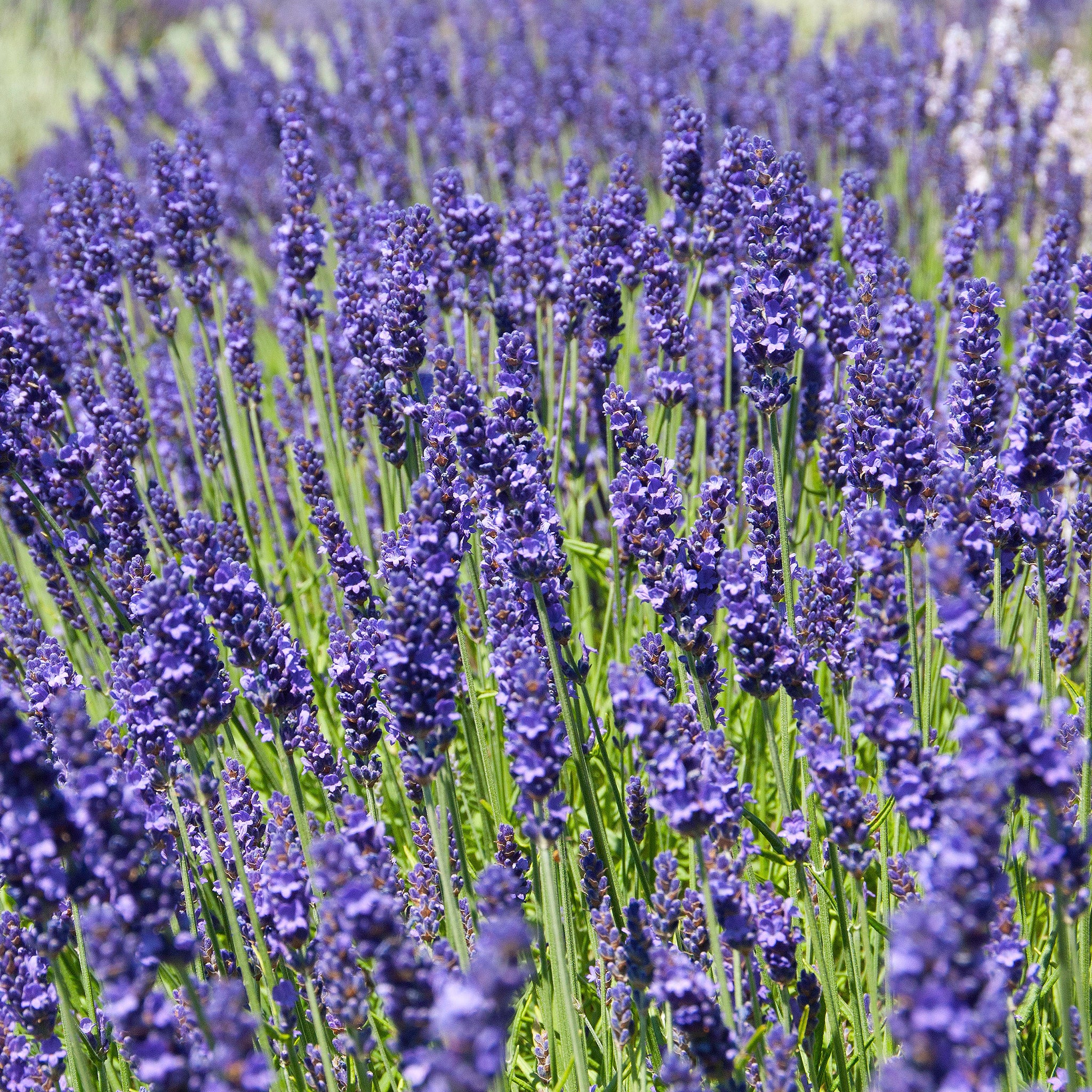 Lavandula ang. 'Elizabeth'® - violetter Lavendel > Jetzt vorbestellen, lieferbar ab 16.09.24 <