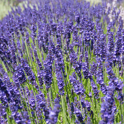 Lavandula ang. 'Elizabeth'® - violetter Lavendel > Jetzt vorbestellen, lieferbar ab 16.09.24 <