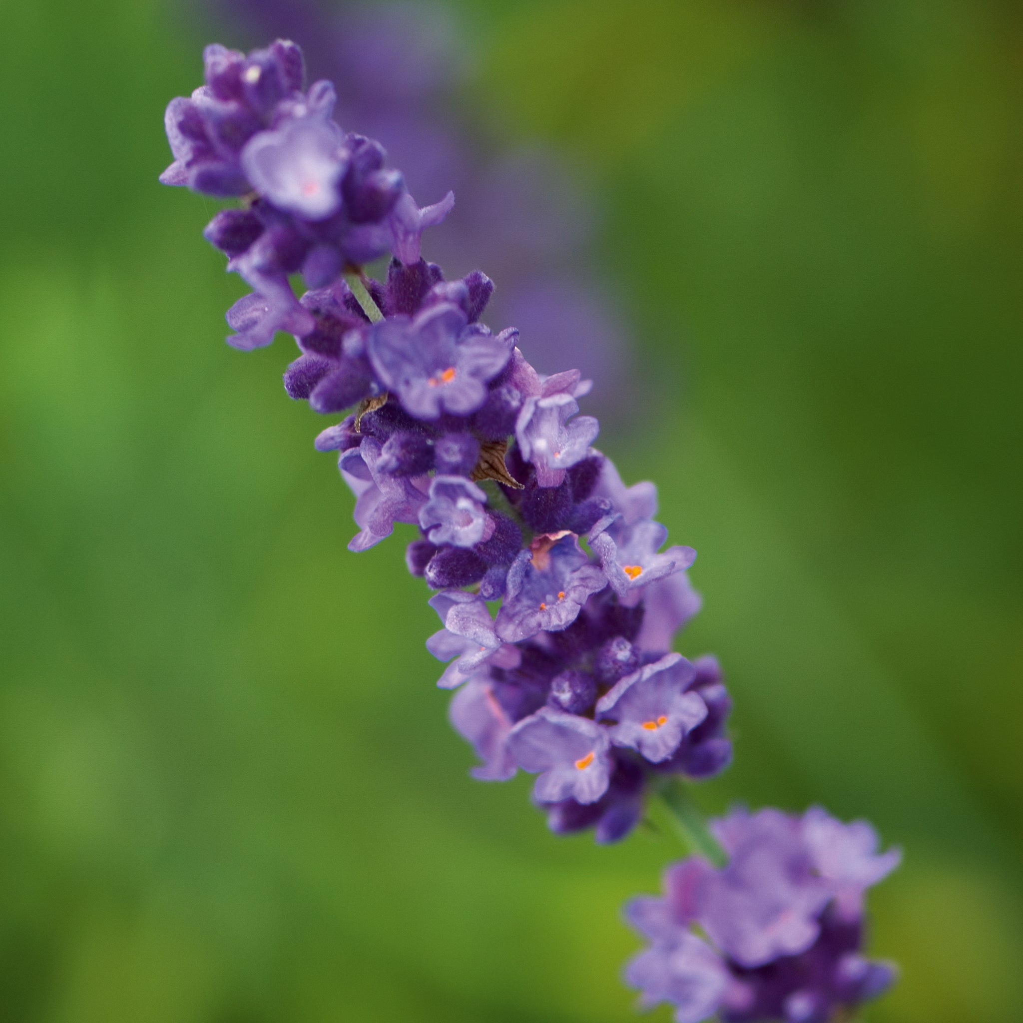 Lavandula ang. 'Hidcote' - blauer Lavendel > Jetzt vorbestellen, lieferbar ab 16.09.24 <