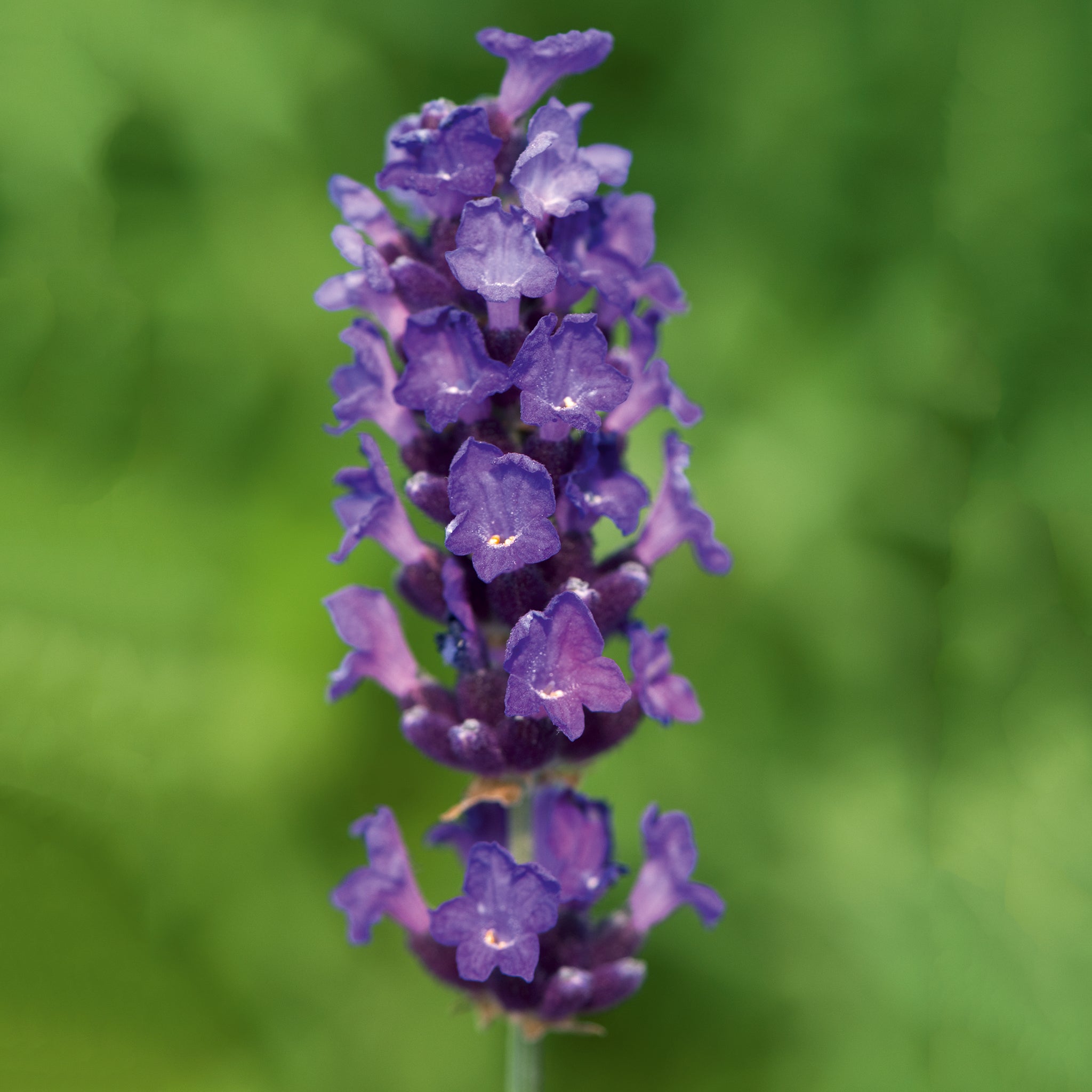 Lavandula ang. 'Imperial Gem' - dunkelblauer Lavendel