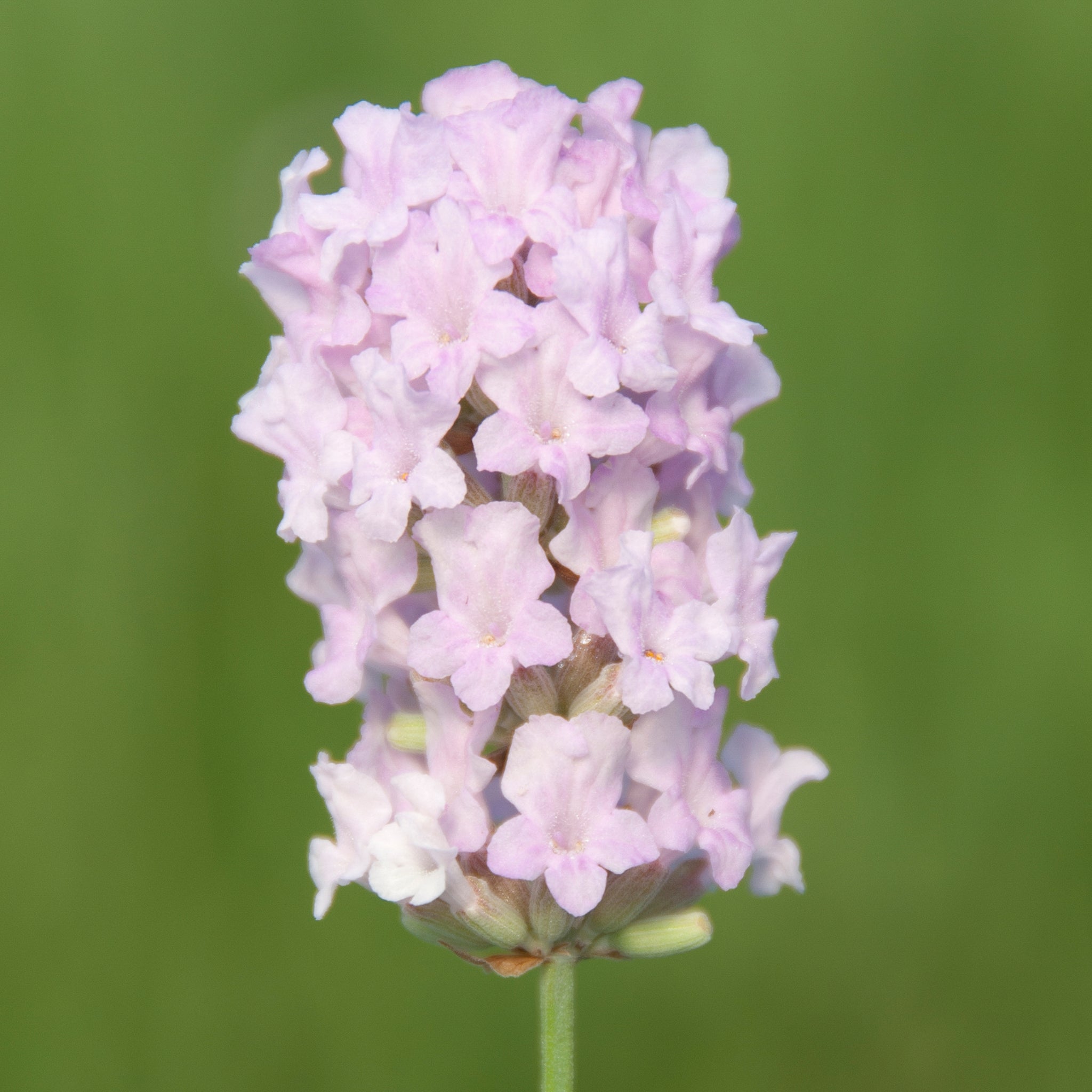 Lavandula ang. 'Lady Ann' - rosa Lavendel