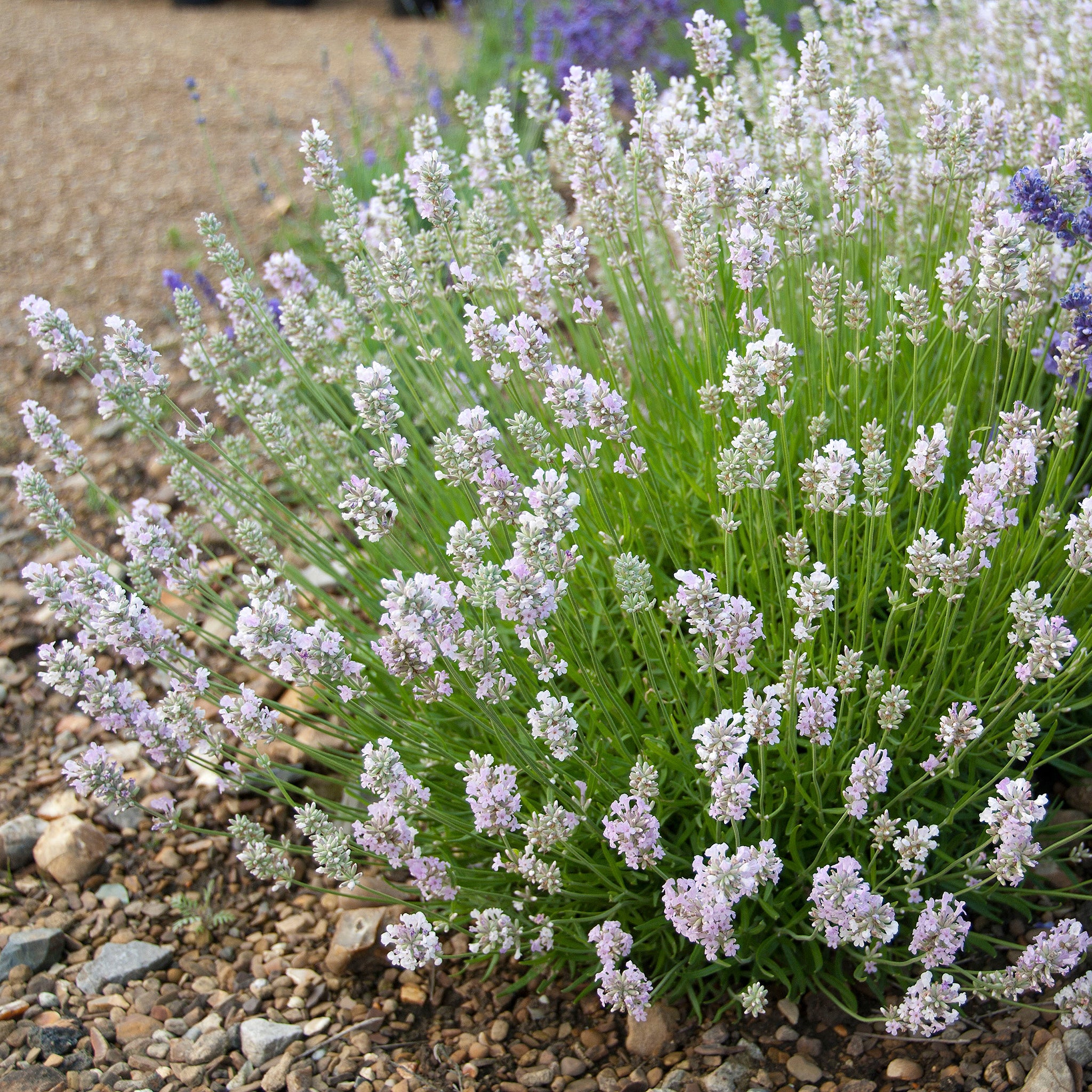 Lavandula ang. 'Lady Ann' - rosa Lavendel > Jetzt vorbestellen, lieferbar ab 16.09.24 <