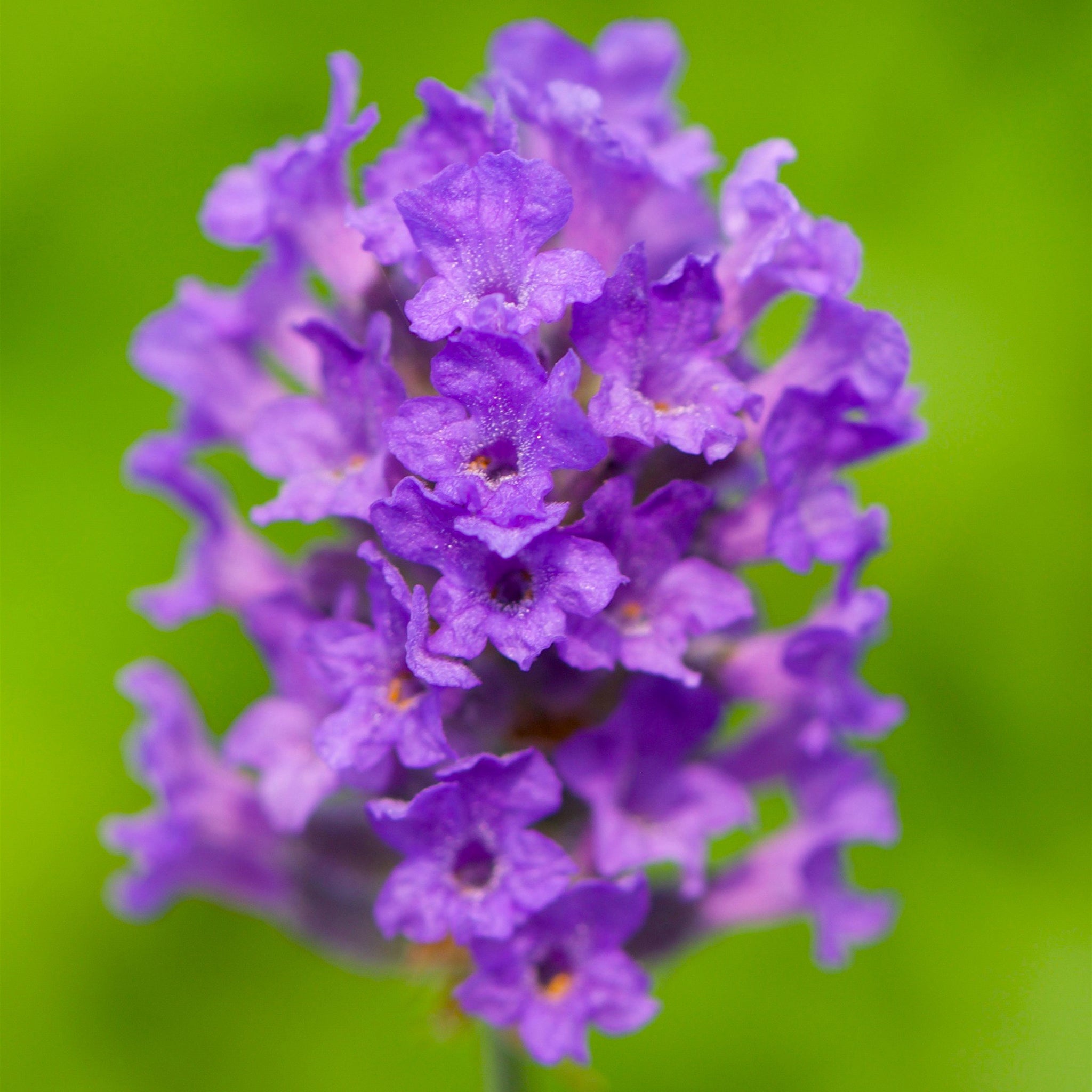 Lavandula ang. 'Lavenite Petite'® - blauer Lavendel