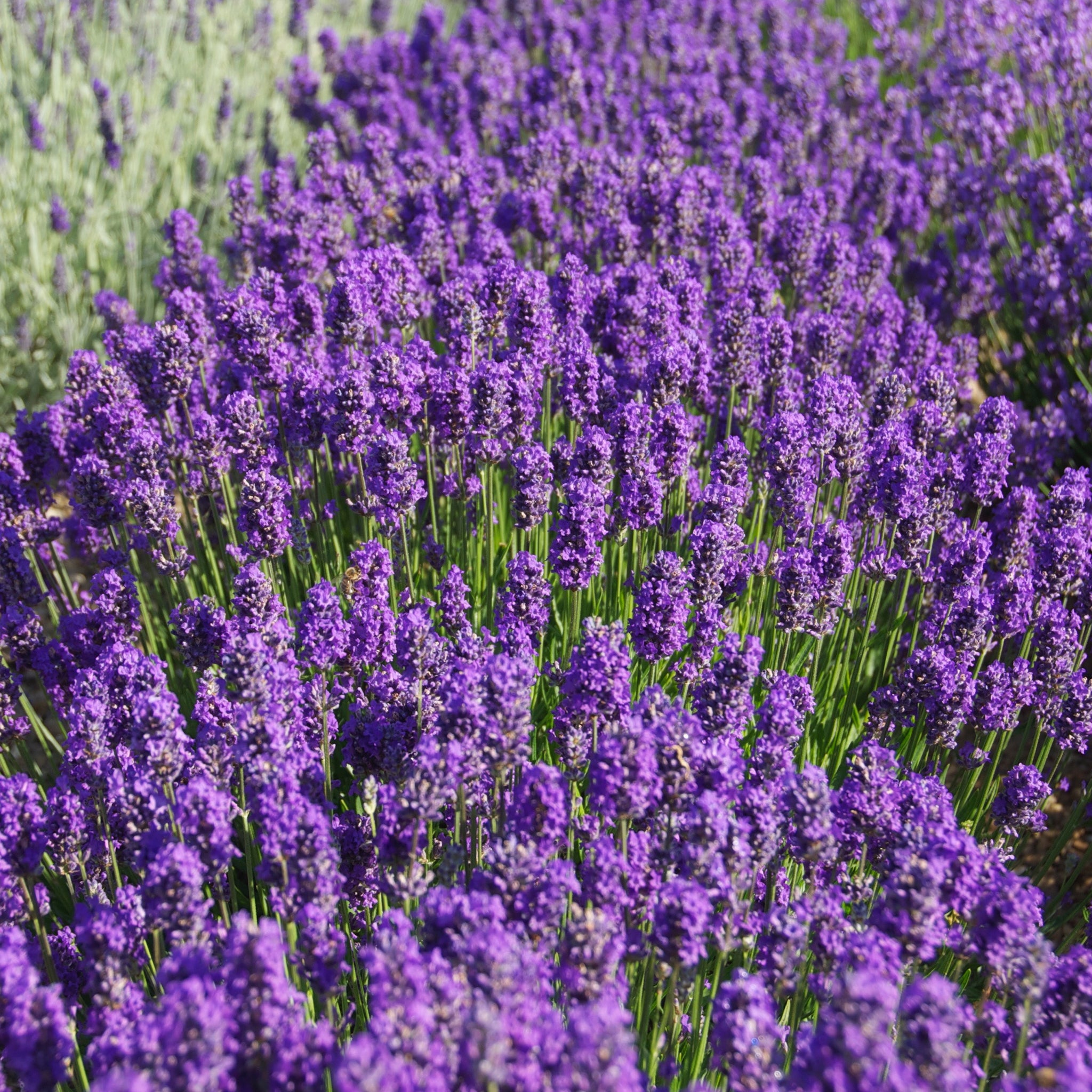 Lavandula ang. 'Lavenite Petite'® - blauer Lavendel > Jetzt vorbestellen, lieferbar ab 16.09.24 <