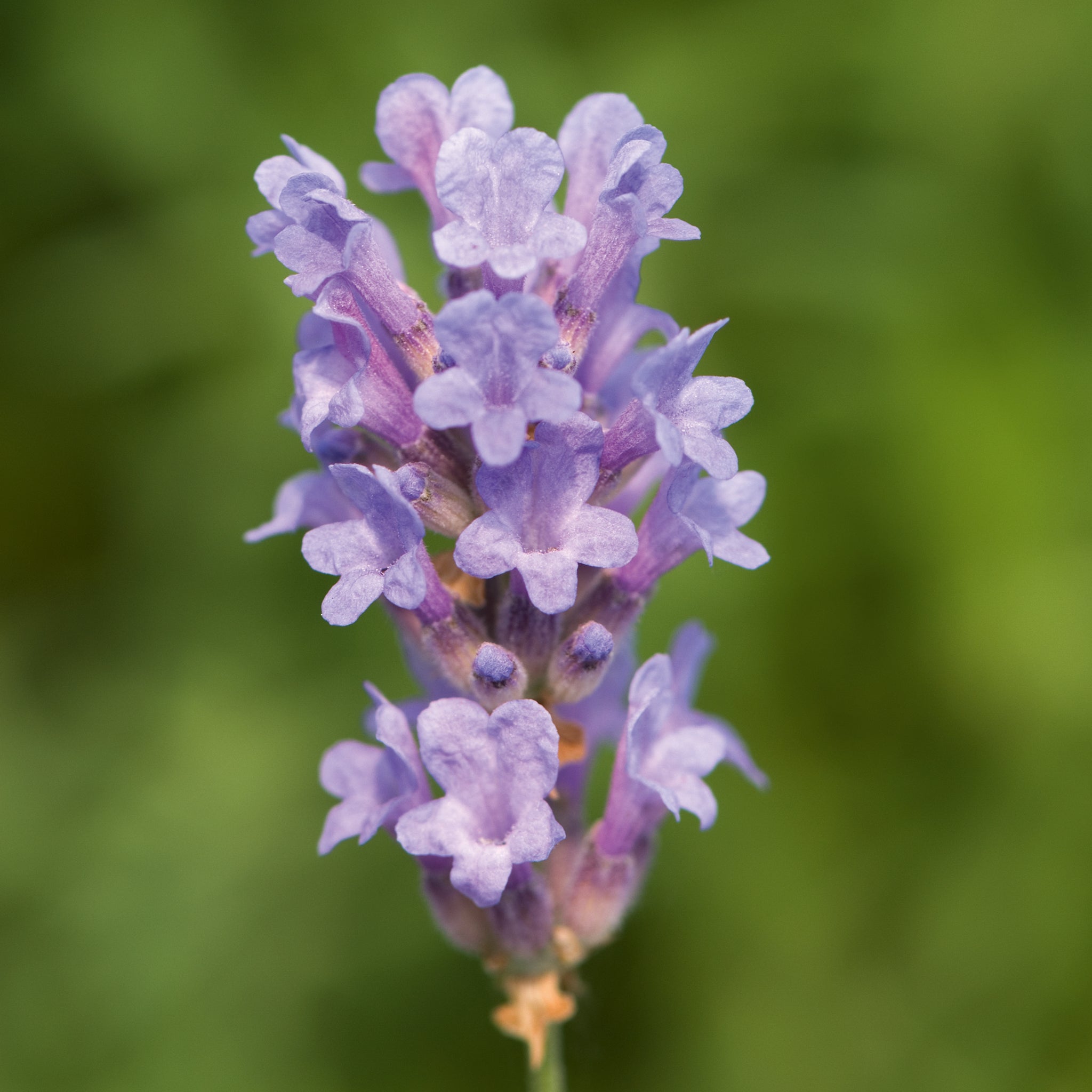 Lavandula ang. 'Little Lady' - hellblauer Lavendel