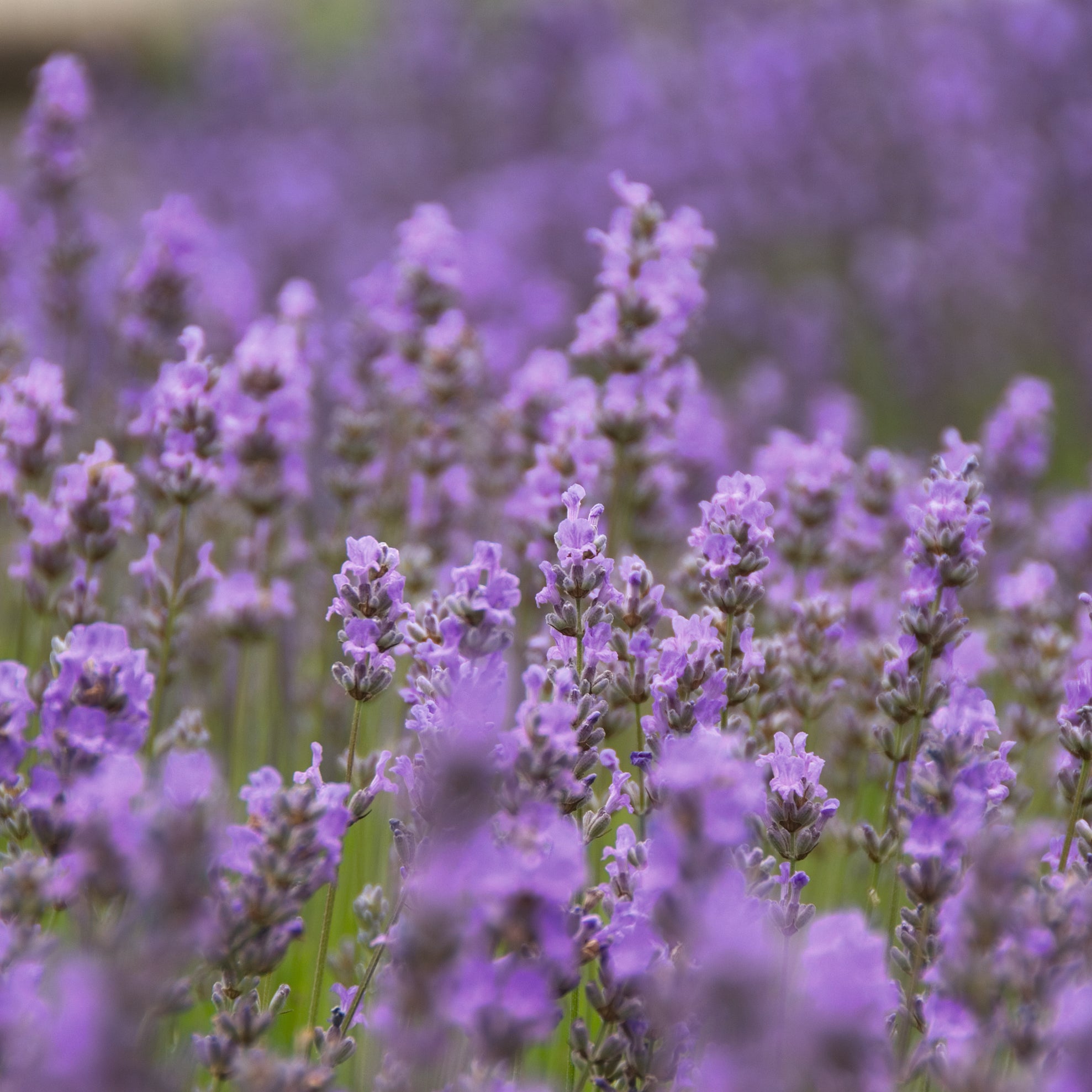 Lavandula ang. 'Little Lady' - hellblauer Lavendel