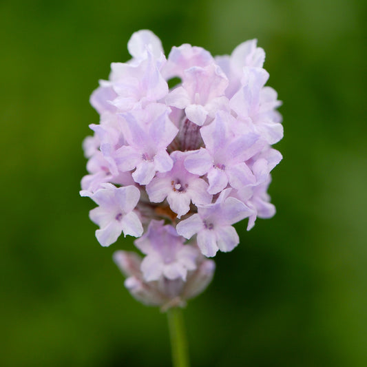 Lavandula ang. 'Little Lottie' - rosa Lavendel > Jetzt vorbestellen, lieferbar ab 16.09.24 <