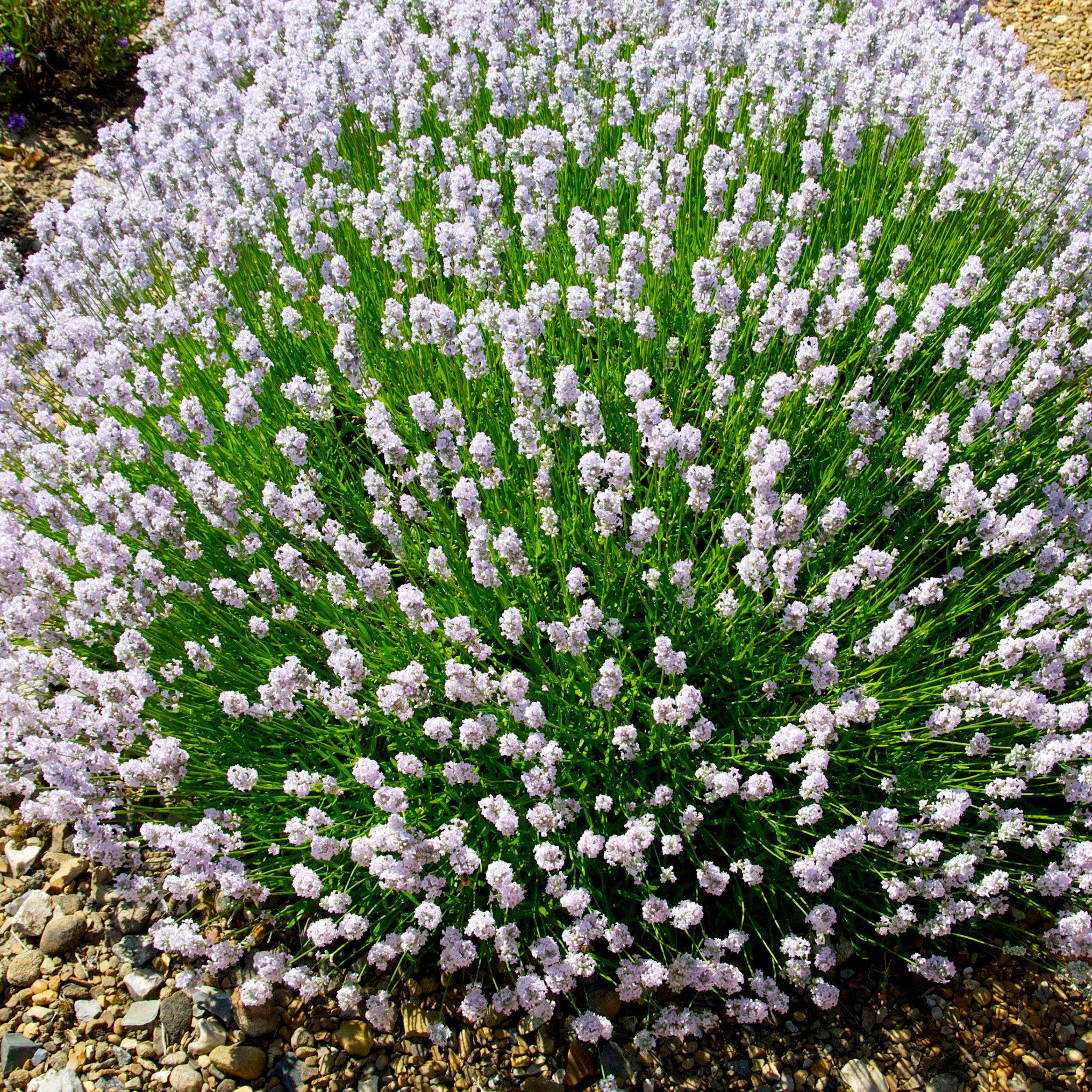 Lavandula ang. 'Little Lottie' - rosa Lavendel > Jetzt vorbestellen, lieferbar ab 16.09.24 <