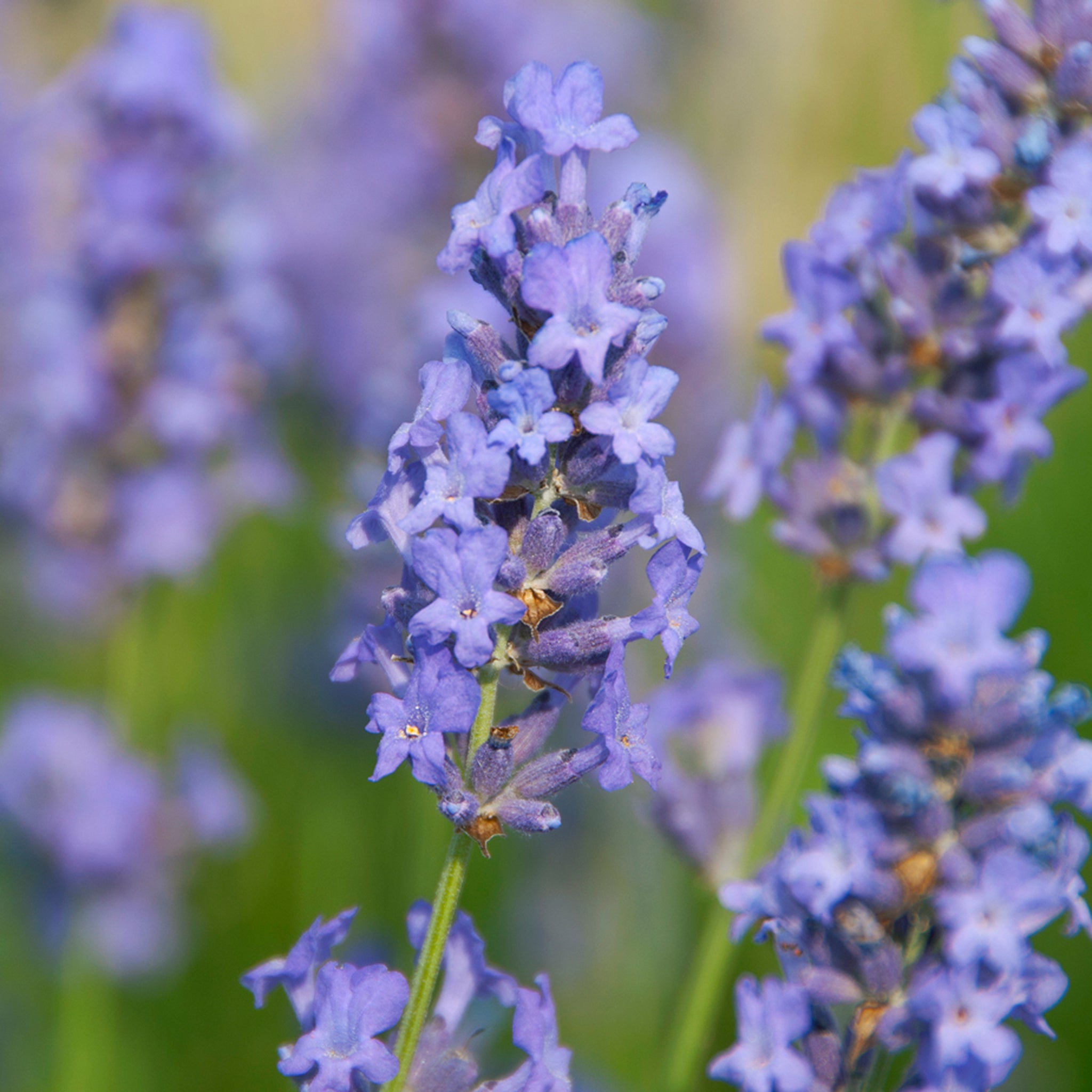 Lavandula ang. 'Lullaby Blue' - hellblauer Lavendel > Jetzt vorbestellen, lieferbar ab 16.09.24 <