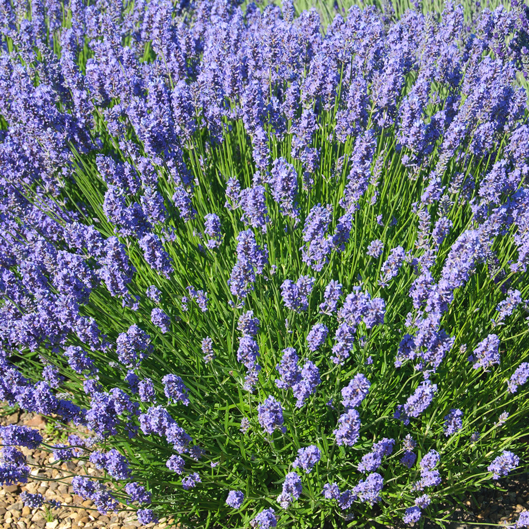 Lavandula ang. 'Lullaby Blue' - hellblauer Lavendel > Jetzt vorbestellen, lieferbar ab 16.09.24 <