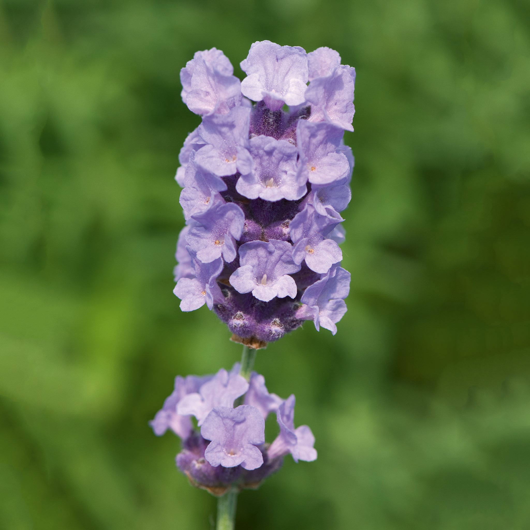 Lavandula ang. 'Melissa Lilac'® - hellblauer Lavendel > Jetzt vorbestellen, lieferbar ab 16.09.24 <