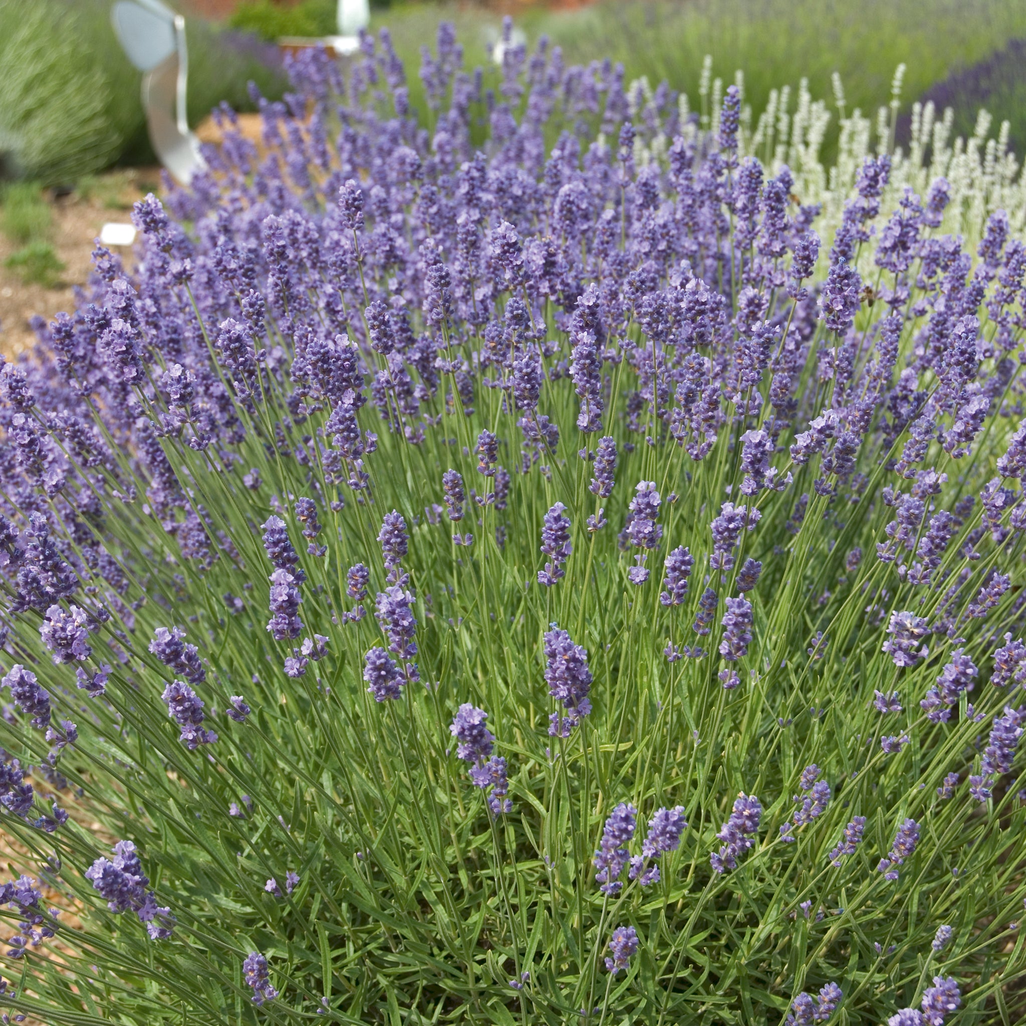 Lavandula ang. 'Melissa Lilac'® - hellblauer Lavendel > Jetzt vorbestellen, lieferbar ab 16.09.24 <